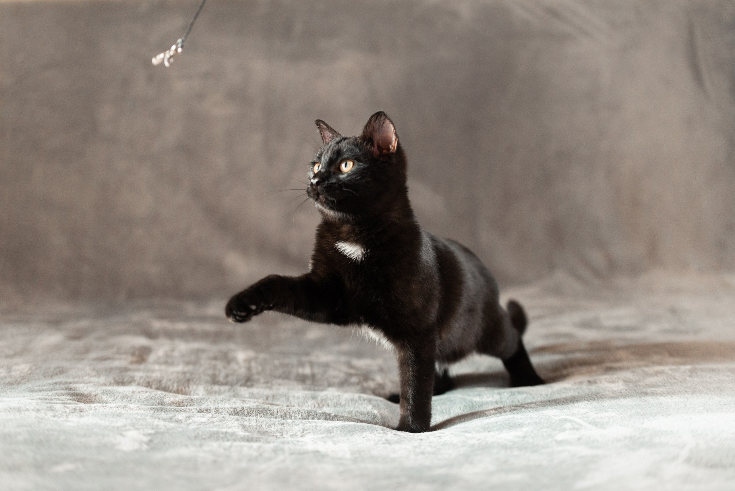 Питомец в кадре. Фотограф-анималист Анастасия Парфенова|Екатеринбург