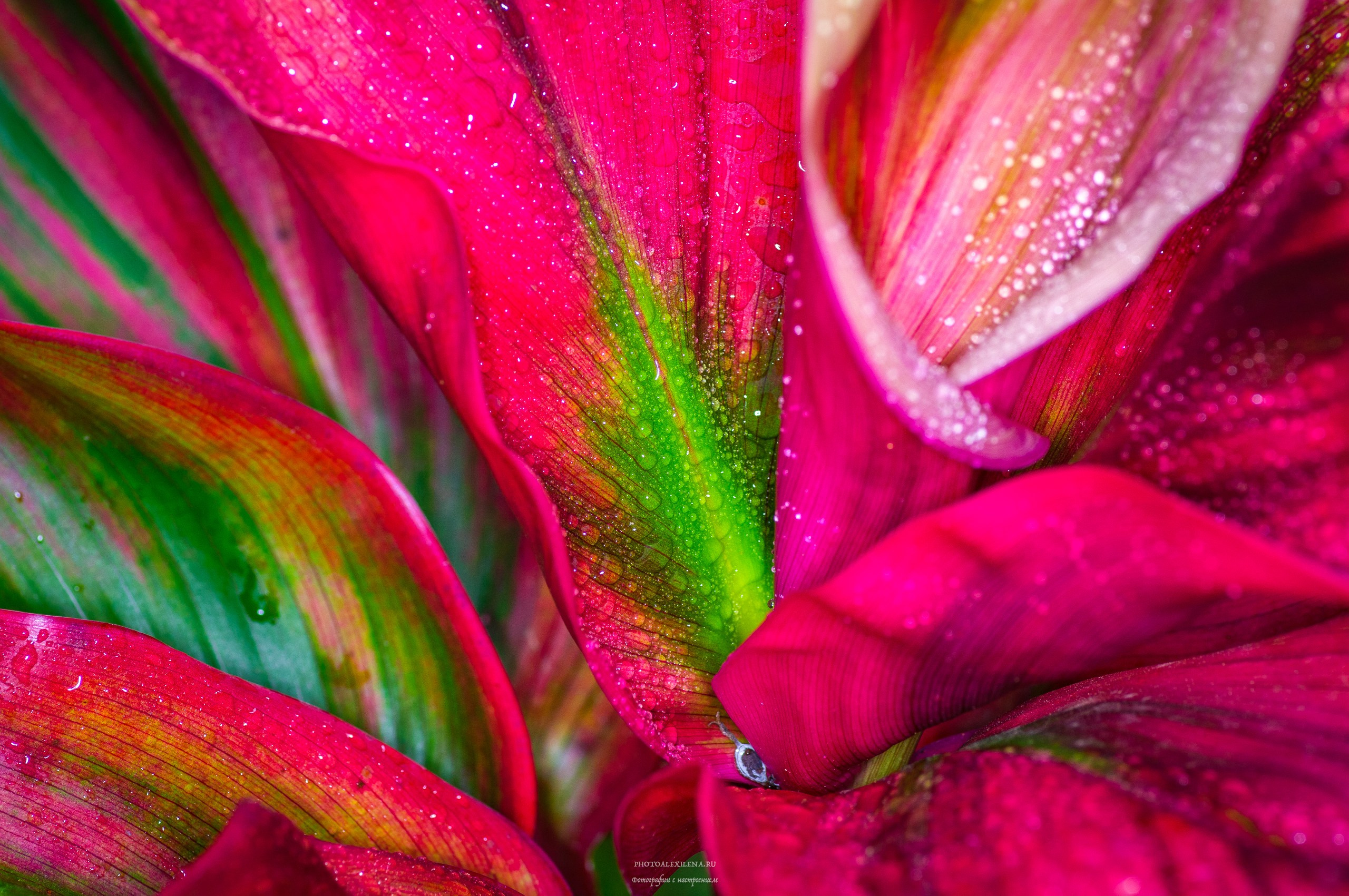 Капли, капелюшки. Авторские стильные фотокартины