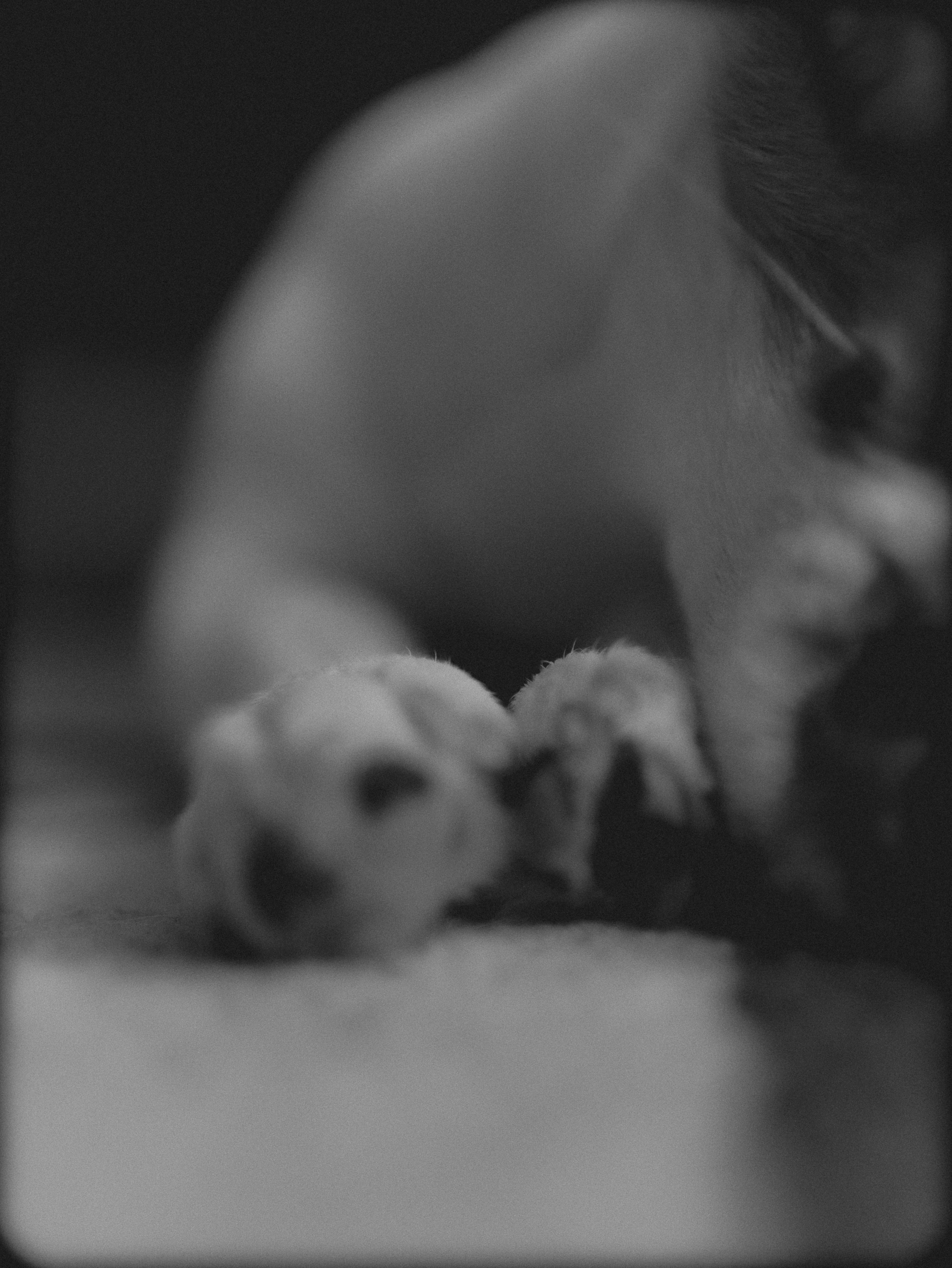 Ляля и Бандит Питомцы. Свадебный и Женский фотограф в г. Кемерово