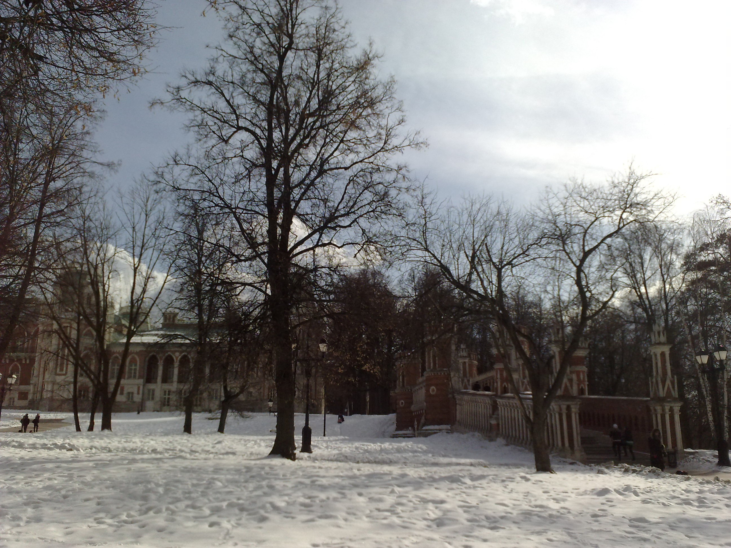 Царицино музей-усадьба. Питомник китайских хохлатых собак Poale Ell: купить щенка в питомнике