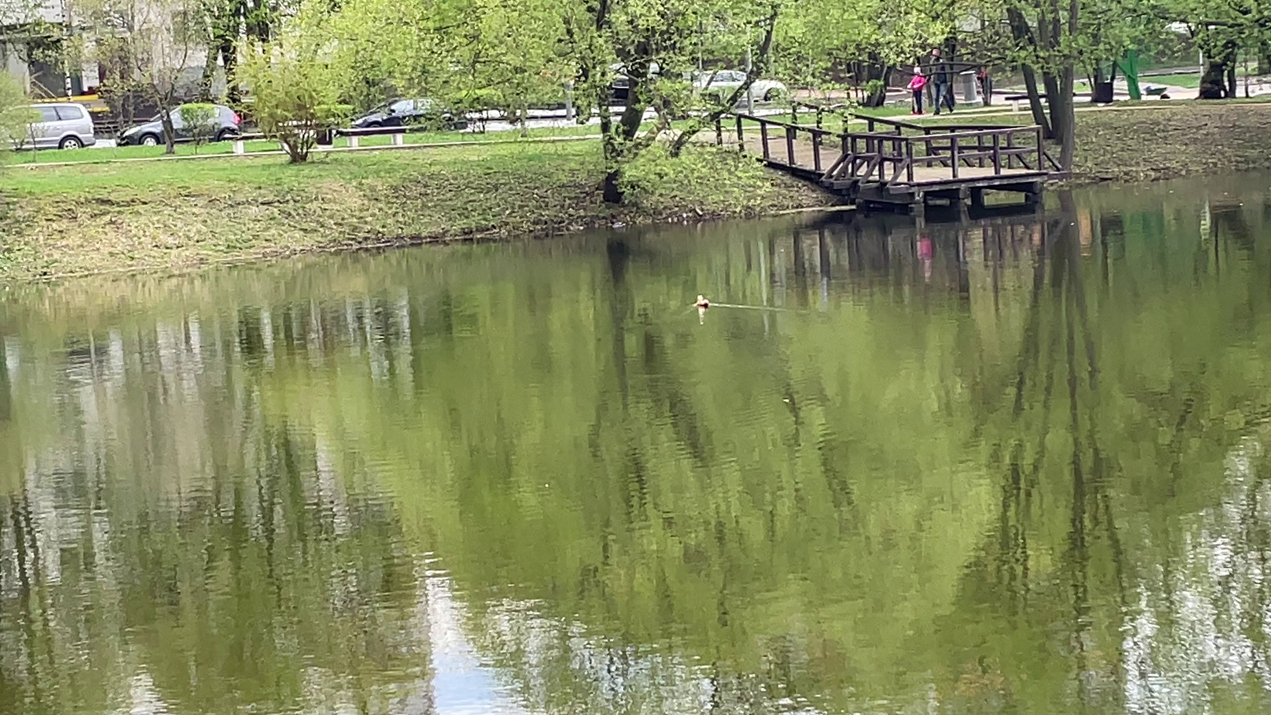 We were stopped on our walk!. Poale Ell Chinese Crested Dog Kennel: Buy a puppy from the kennel