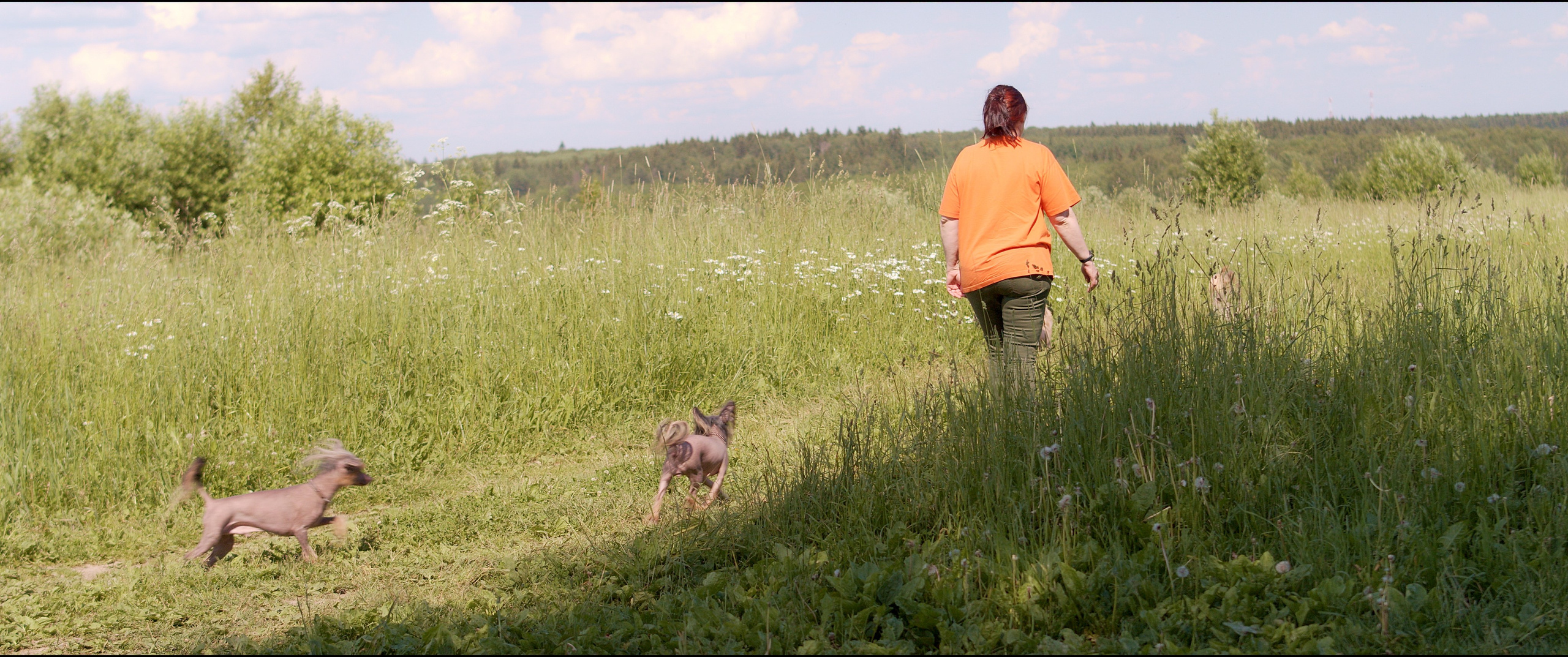 Footage from the interview. Poale Ell Chinese Crested Dog Kennel: Buy a puppy from the kennel