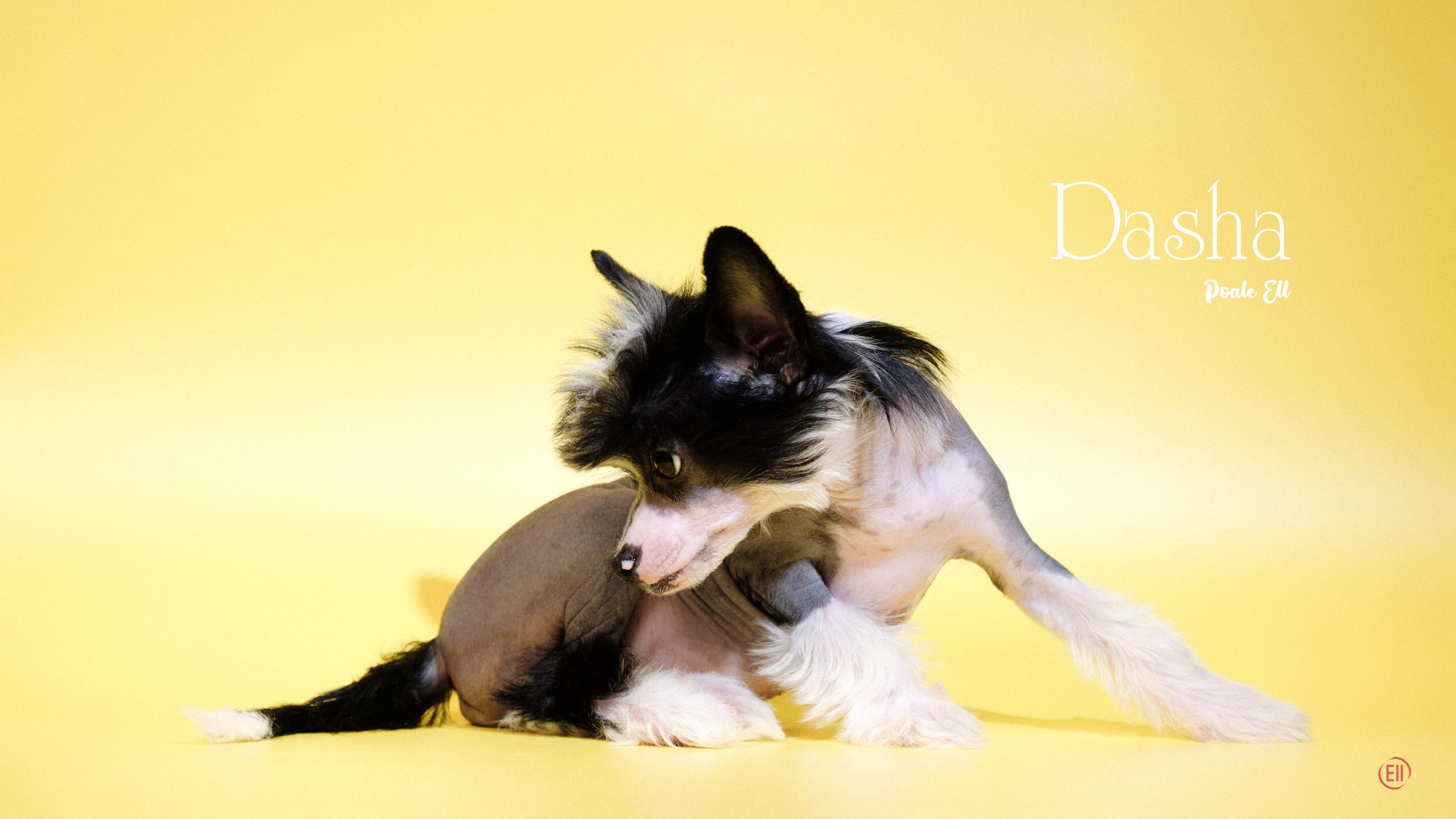 Poale Ell Dasha. Poale Ell Chinese Crested Dog Kennel: Buy a puppy from the kennel
