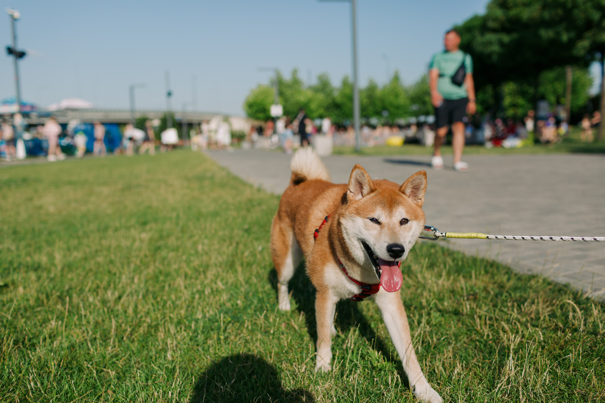 Dog Fest 2024. Главная