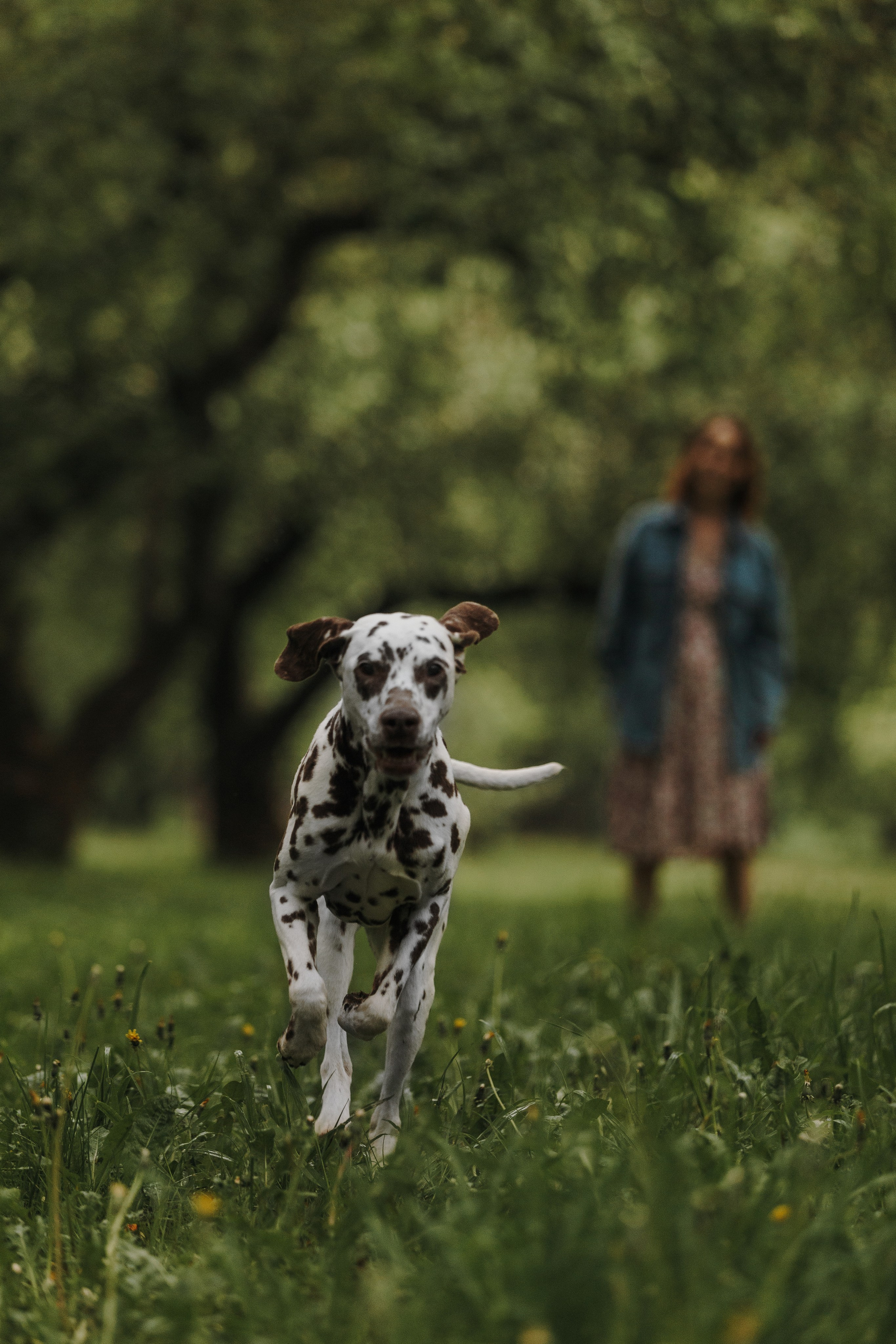 Лили, Уся, Вика и их семья. Фотограф анималист Кристина Карпова, Москва