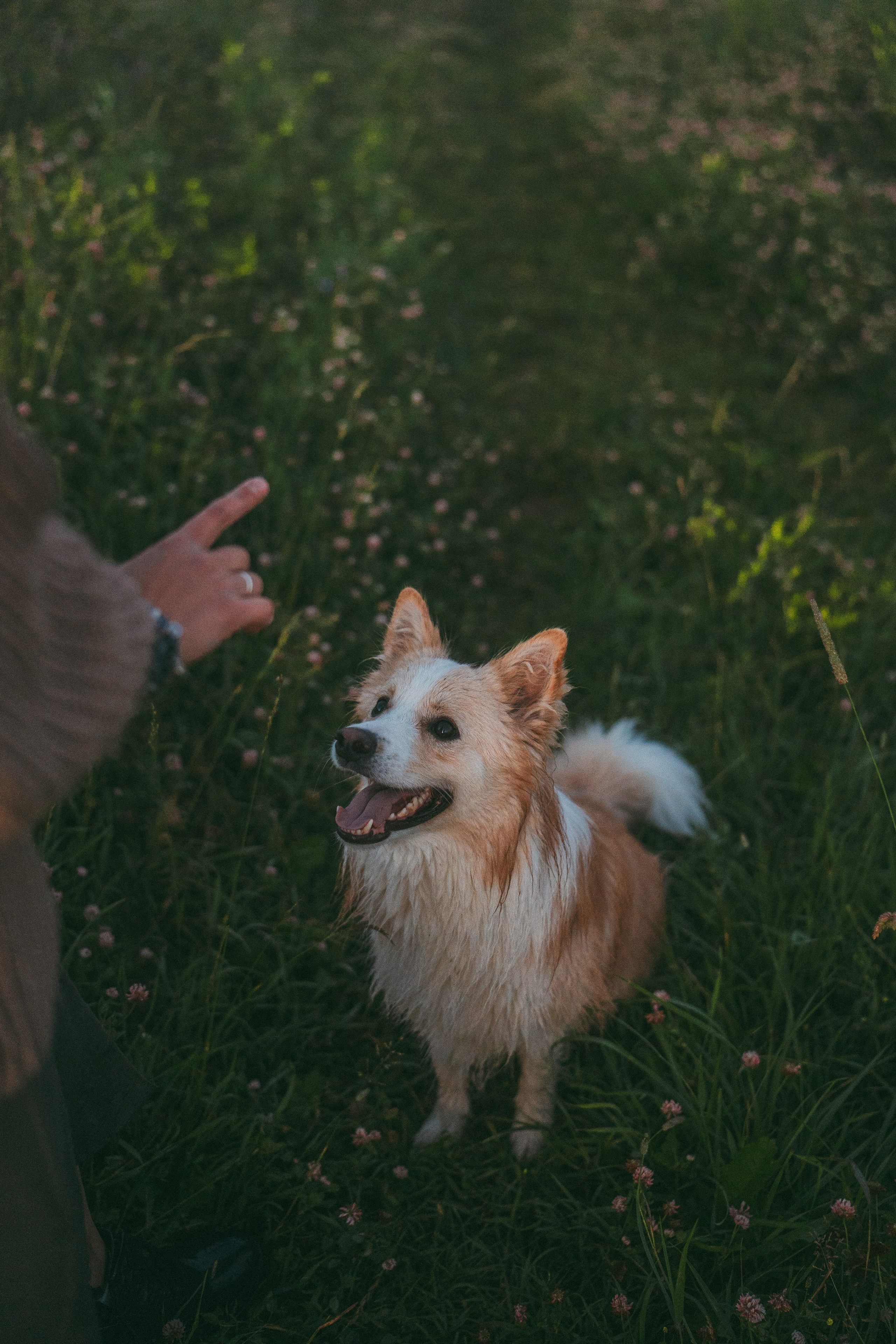 Рина и Марси. Фотограф анималист в Москве и Санкт-Петербурге Свиридова Анна