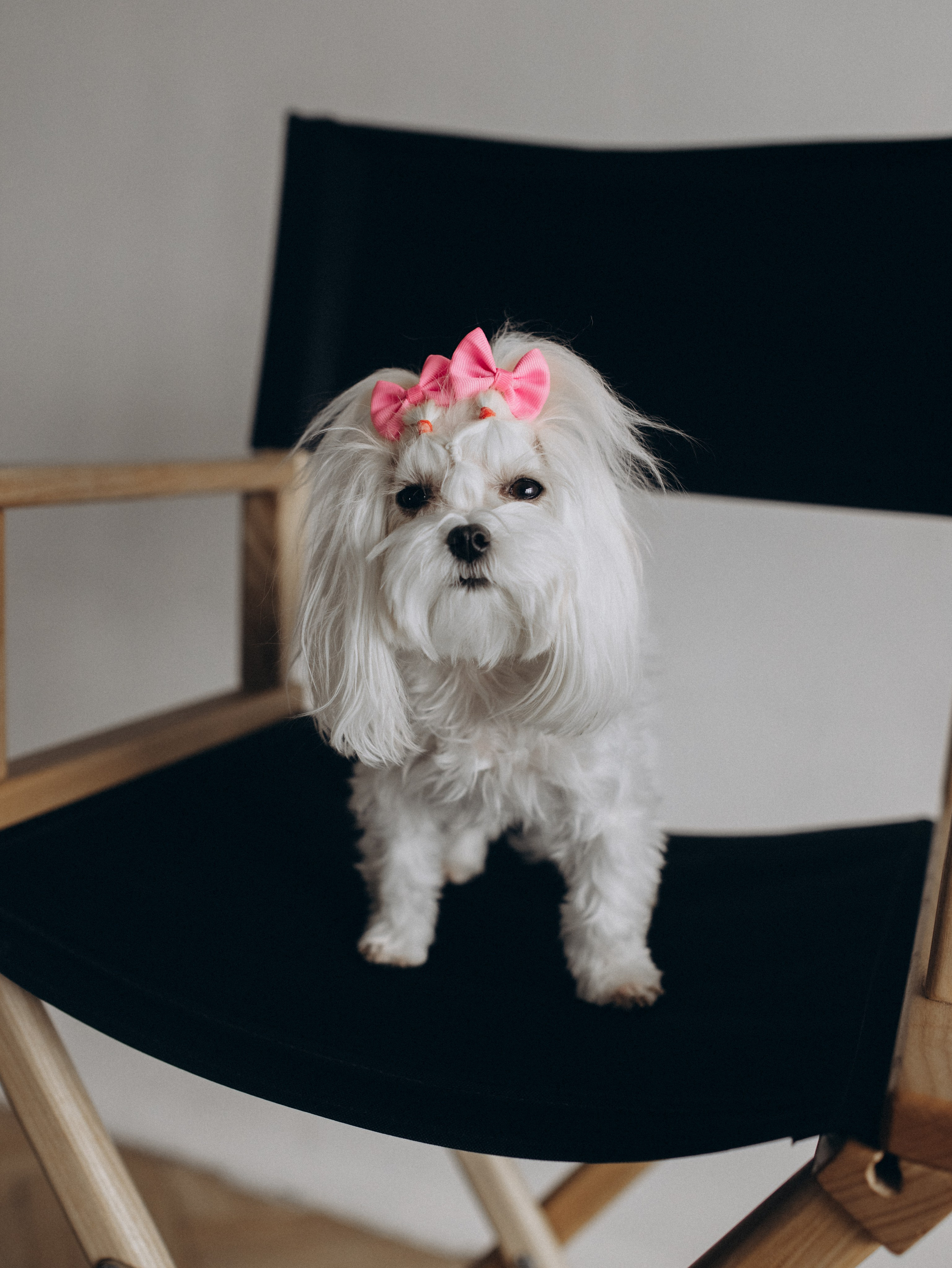 Мира и Таня. Фотограф-анималист в Москве Кириллова Татьяна