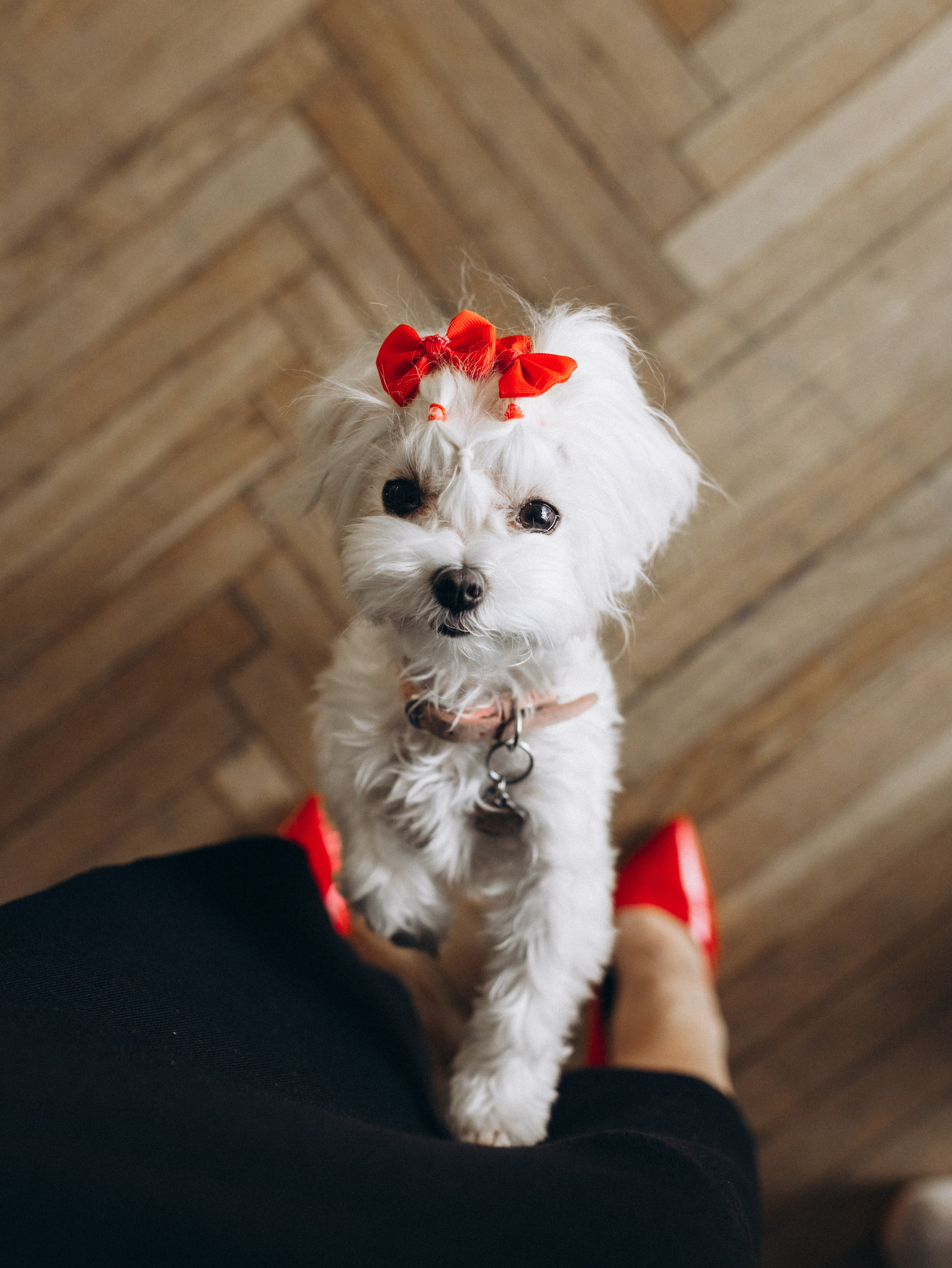 Мира и Таня. Фотограф-анималист в Москве Кириллова Татьяна