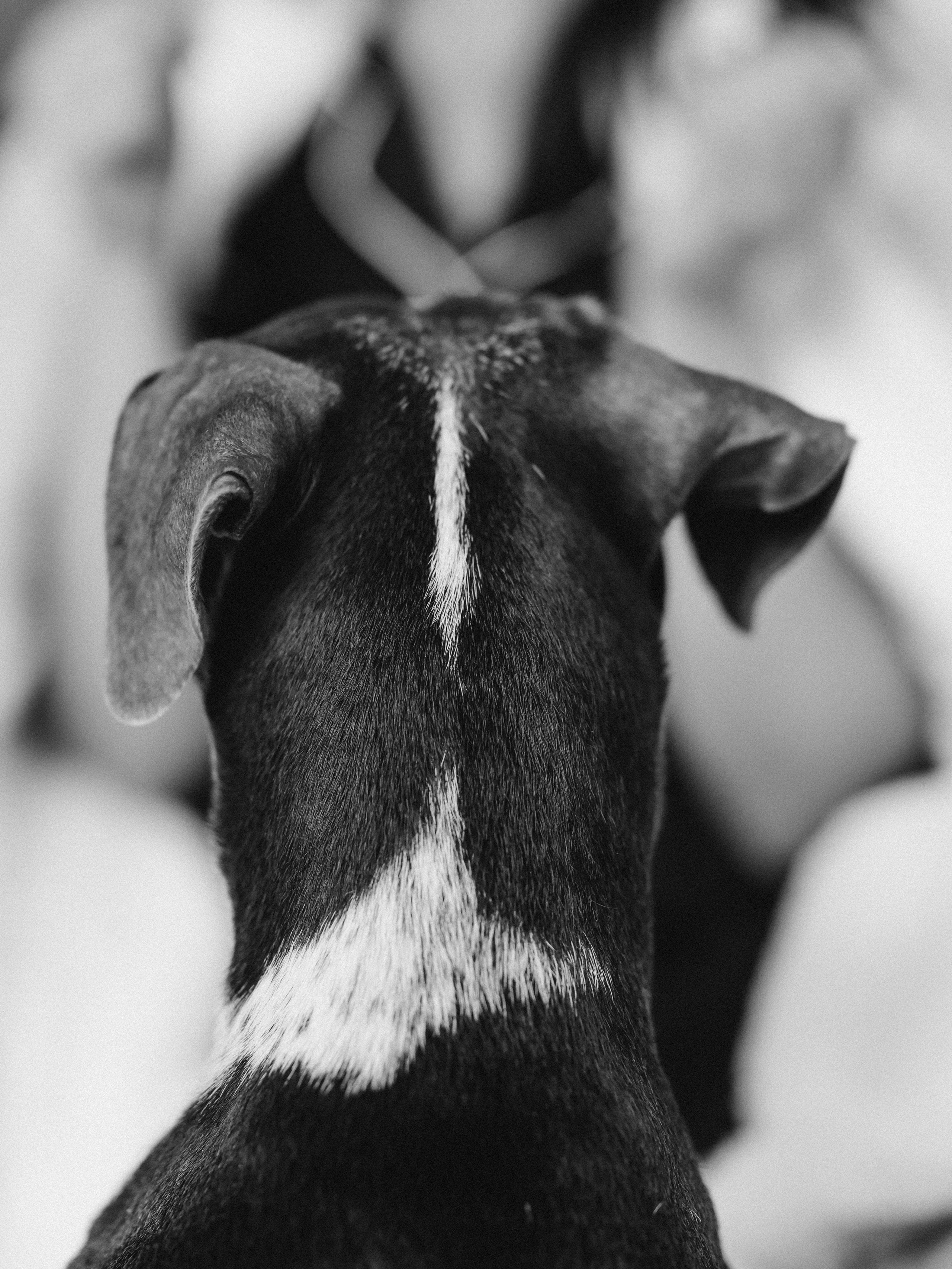 Тортик Даша и Никита. Фотограф-анималист в Москве Кириллова Татьяна