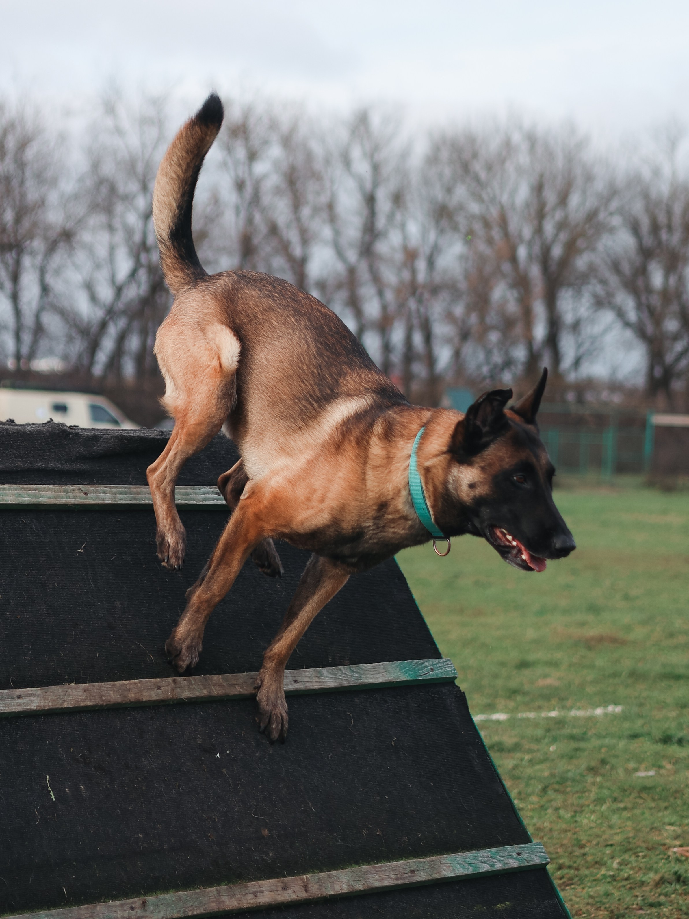 Соревнования BH. Фотограф-анималист в Москве Кириллова Татьяна