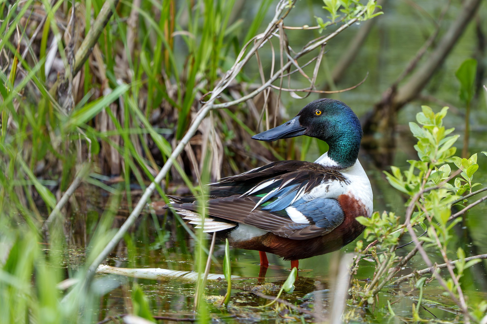 Удивительные мир птиц. Вокруг нас столько прекрасного — присмотритесь!. Ваш личный фотограф Марина Волкова