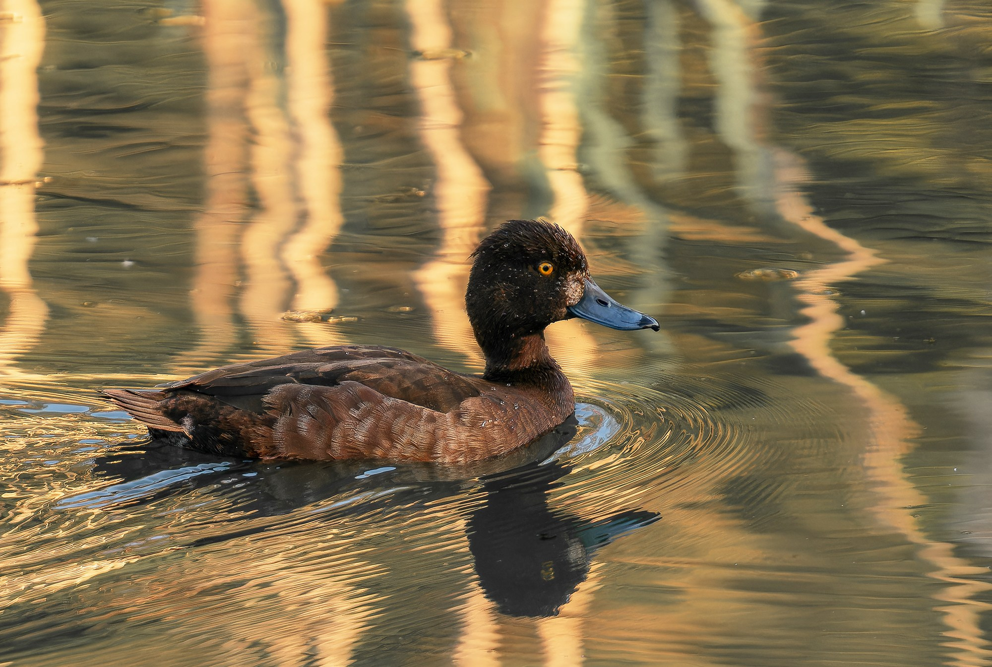 Удивительные мир птиц. Вокруг нас столько прекрасного — присмотритесь!. Ваш личный фотограф Марина Волкова
