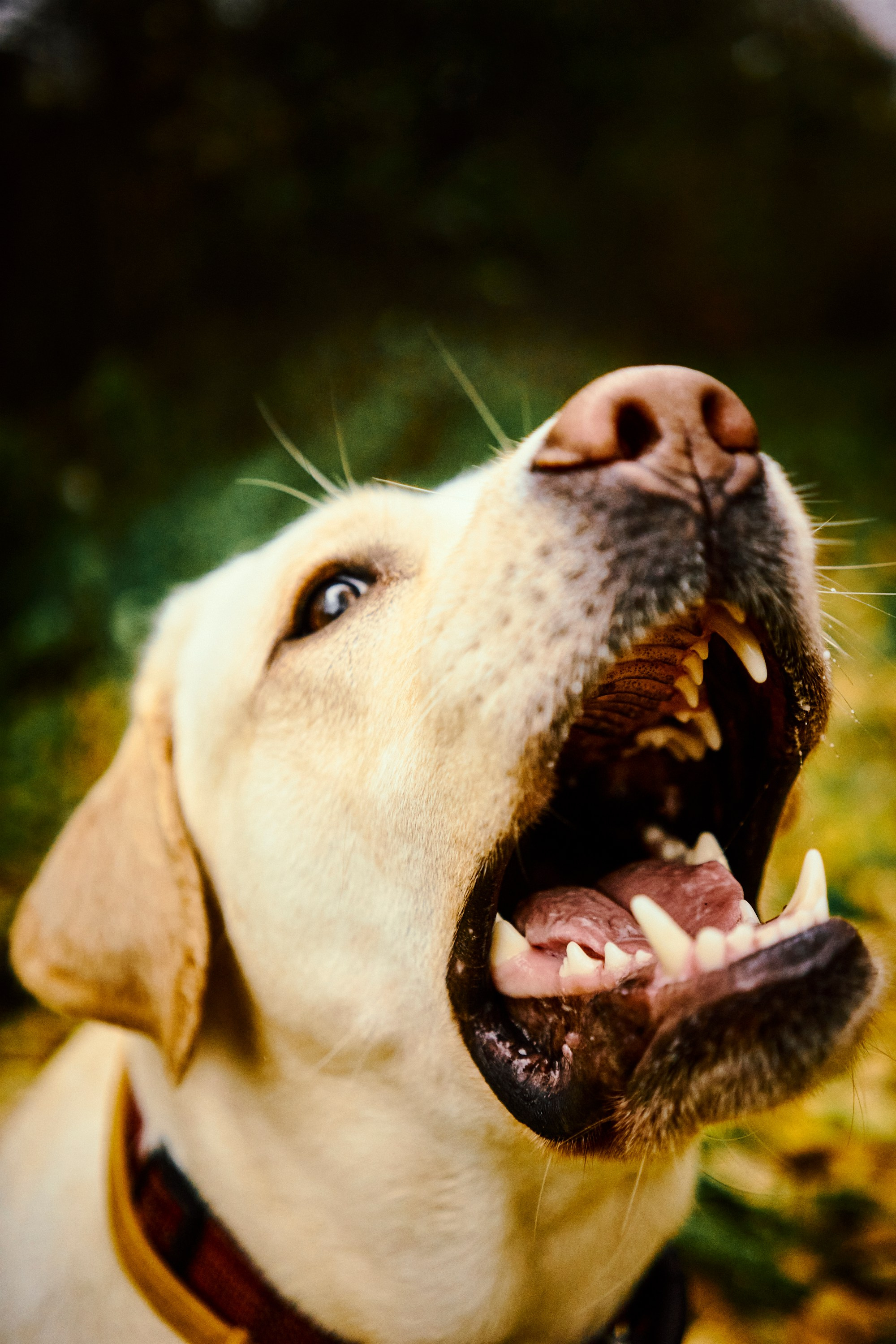 Bell and Black. Vutitsa