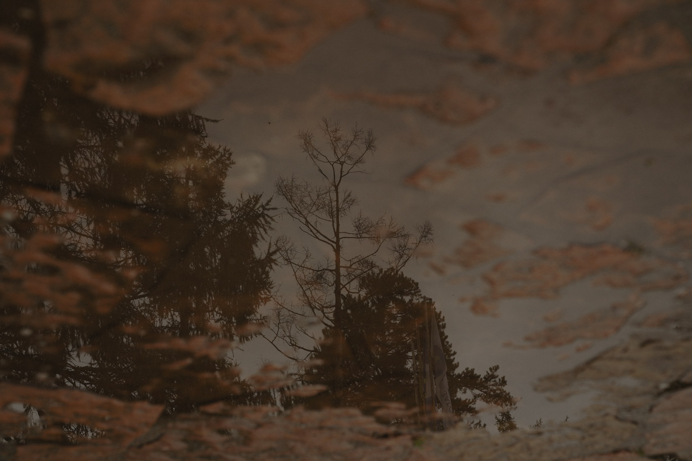 Я буду всегда с тобой…. Свадебный и семейный фотограф в Абакане Василевский Алексей