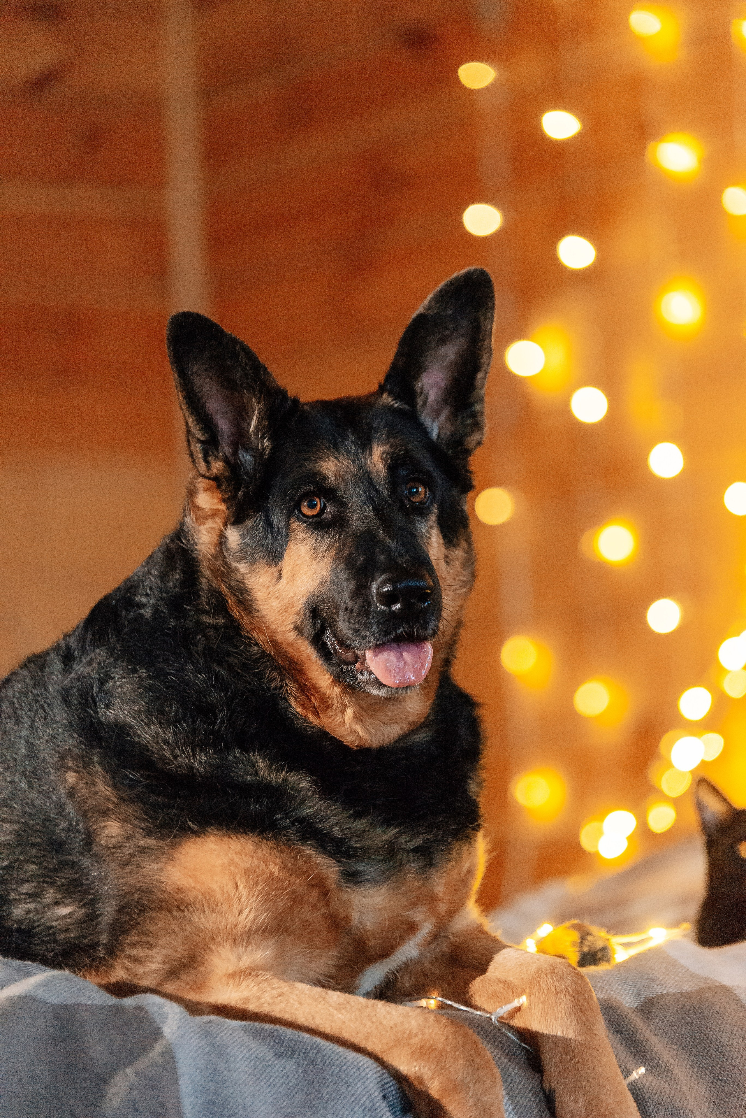 Питомец в кадре. Фотограф-анималист Анастасия Парфенова|Екатеринбург