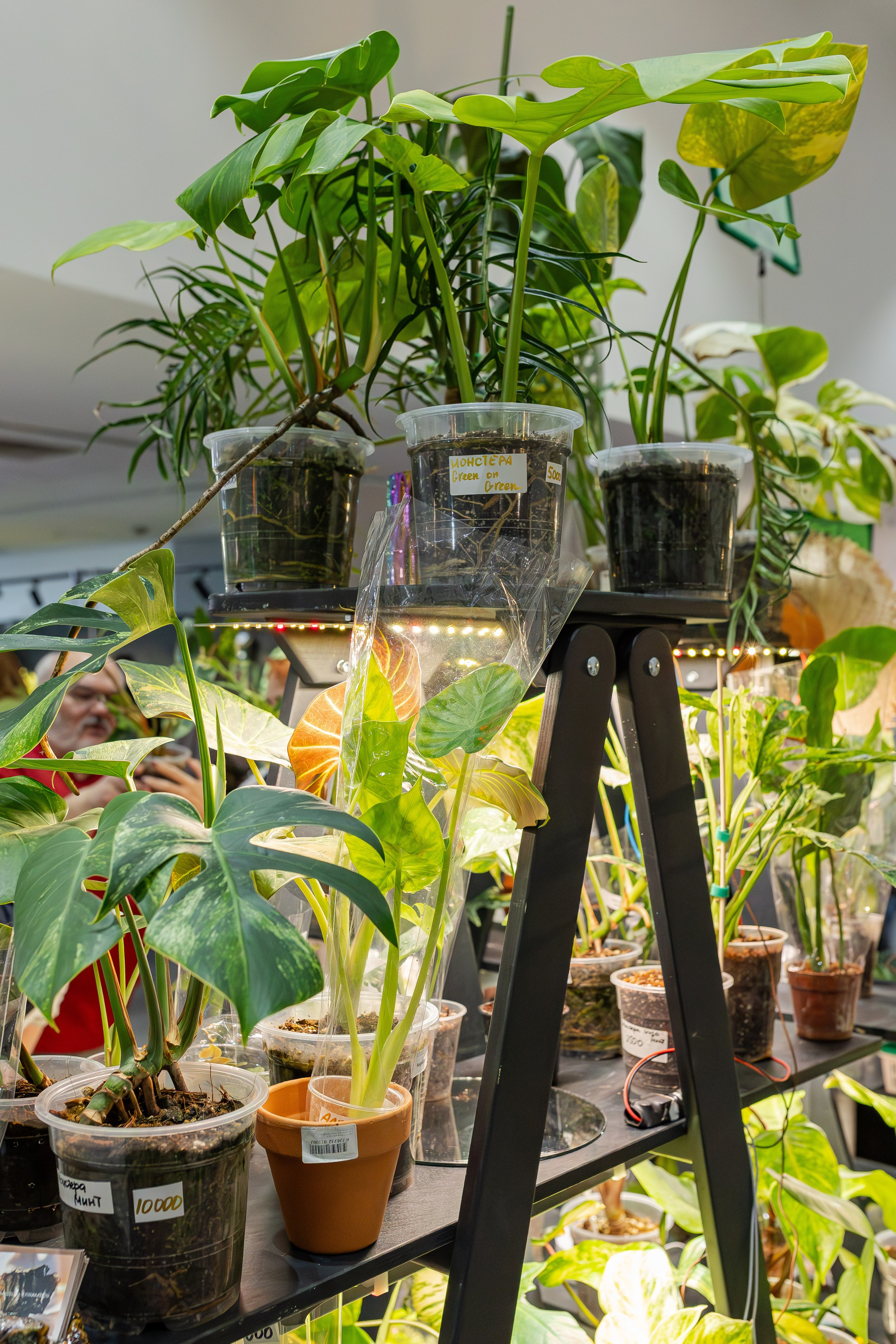 Монстериум апрель 2026. Александра Куликова фотограф, Москва