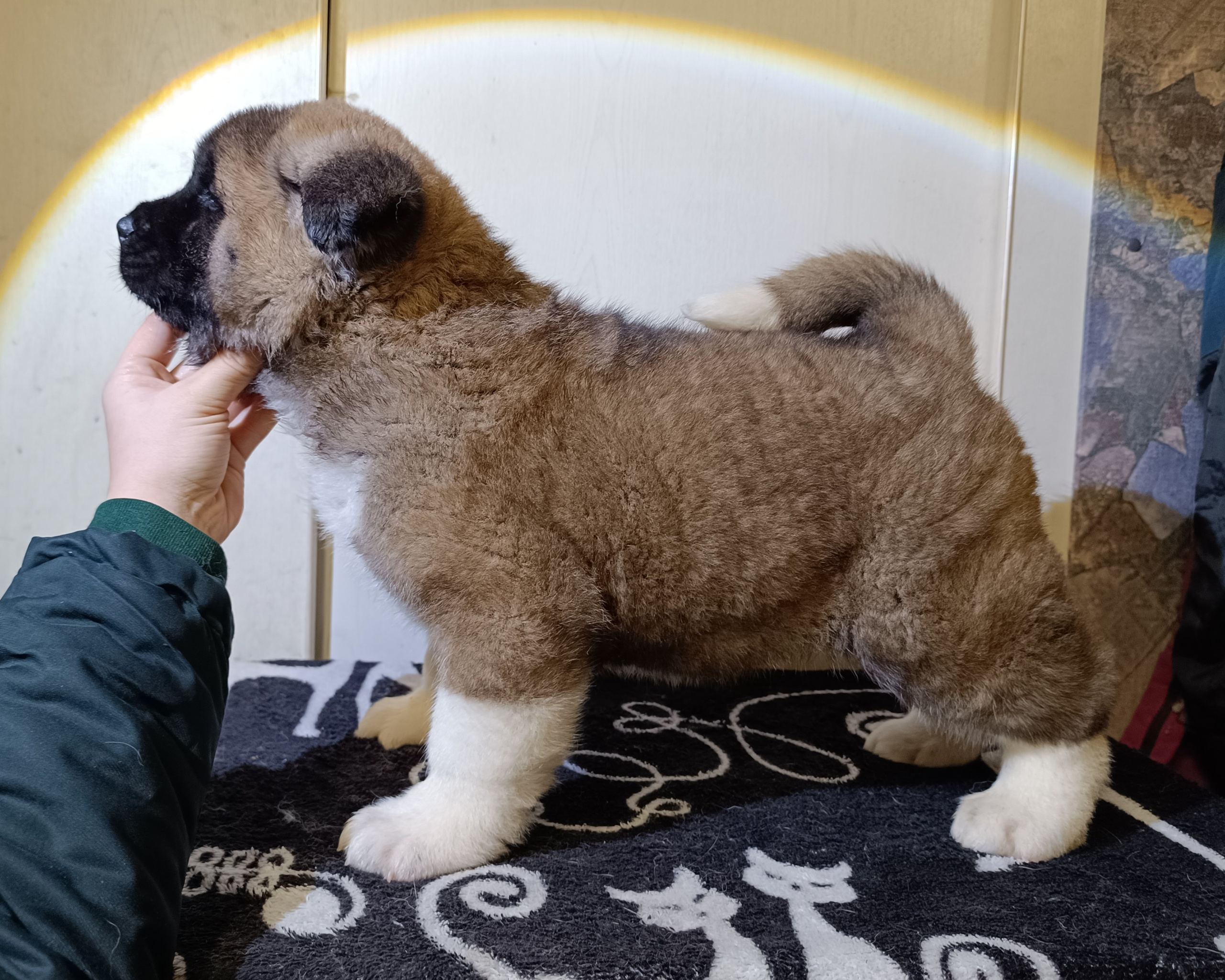 Rubylight Cirrus. Американская акита I Сиба ину I Питомник RUBYLIGHT