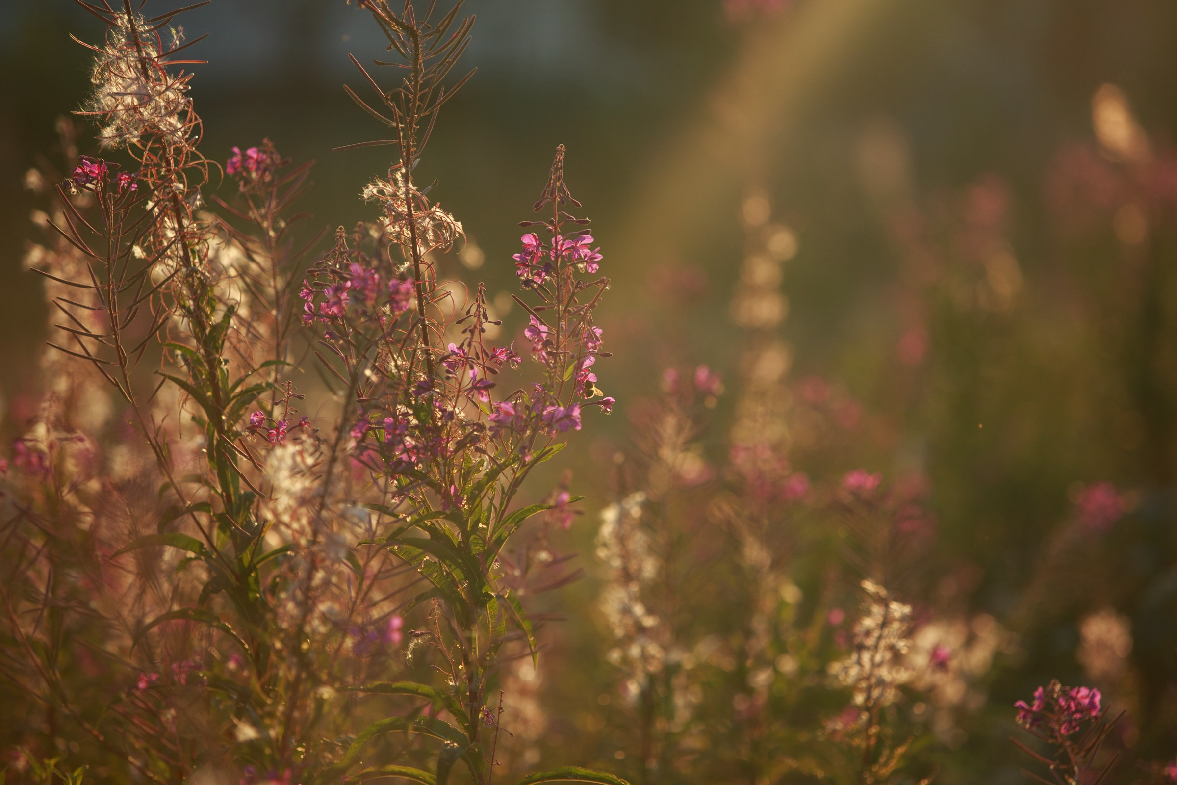 Фотосессия лавстори lovestory на годовщину свадьбы романтическая пара влюблённых в после цветов иван-чай. Семейный и детский фотограф в Москве Мария Быкова