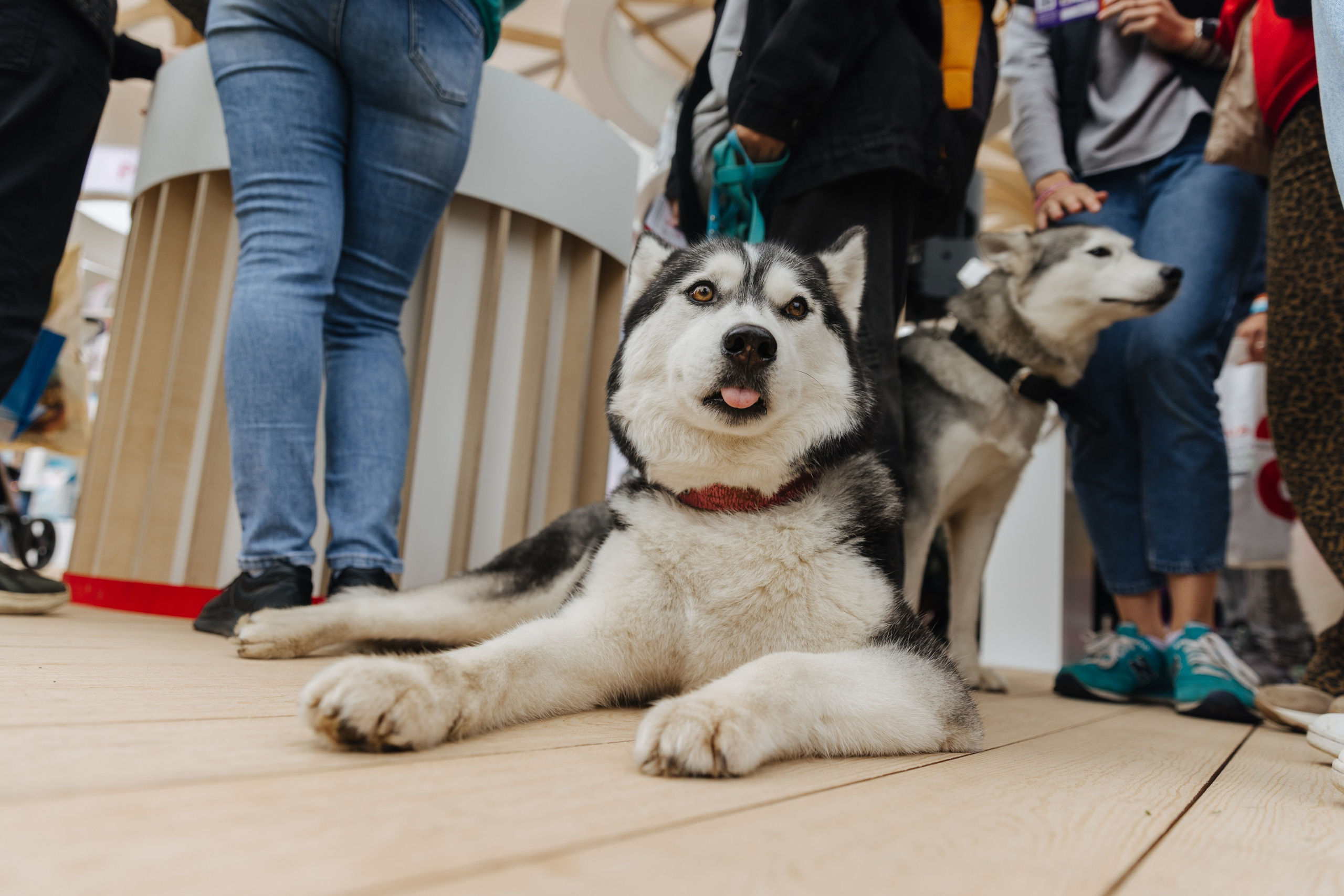 Хвостатый репортаж. Аксана Лисовская фотограф в Москве. Фотографии с характером