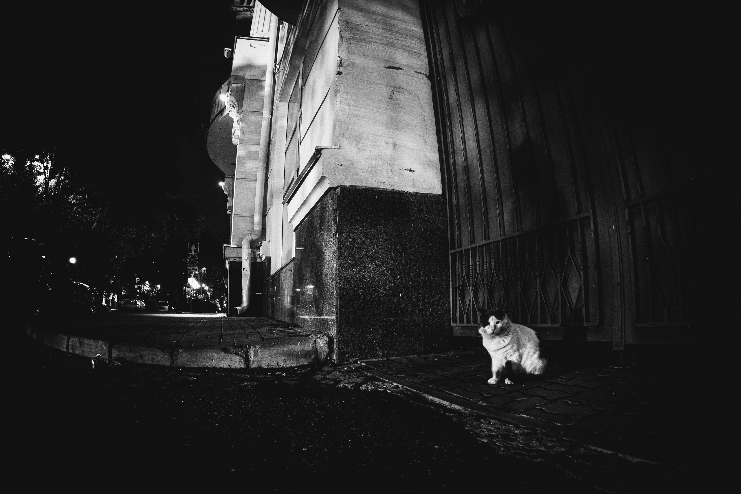 Животные. Фотограф в Ростове-на-Дону Ника Обида