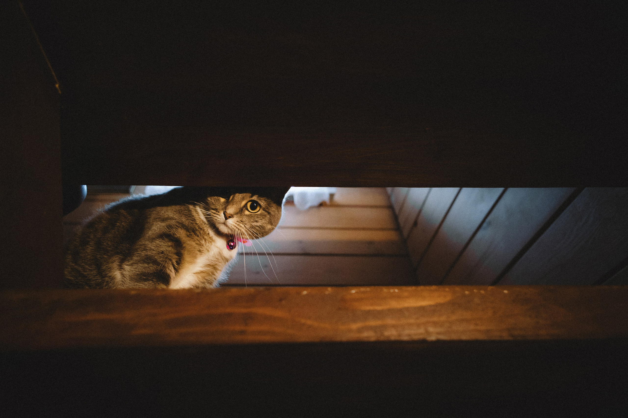 Леброн, Муся и их семья