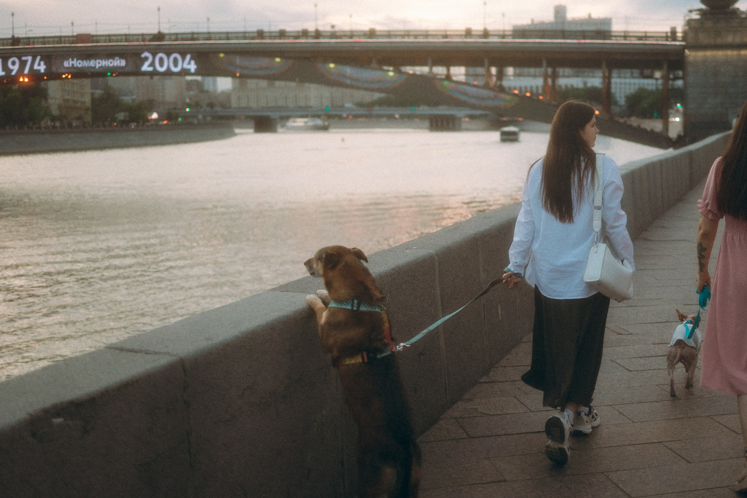 Глаша, Айрон, Ксюша и Оля. Фотограф анималист Анастасия Пикей