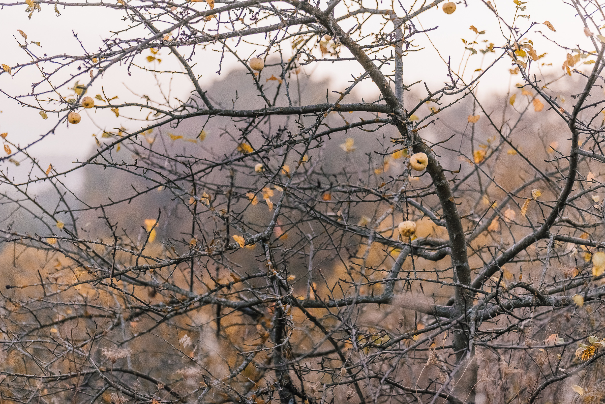 Лена+Захар=Костя. Семейный и детский фотограф в Туле