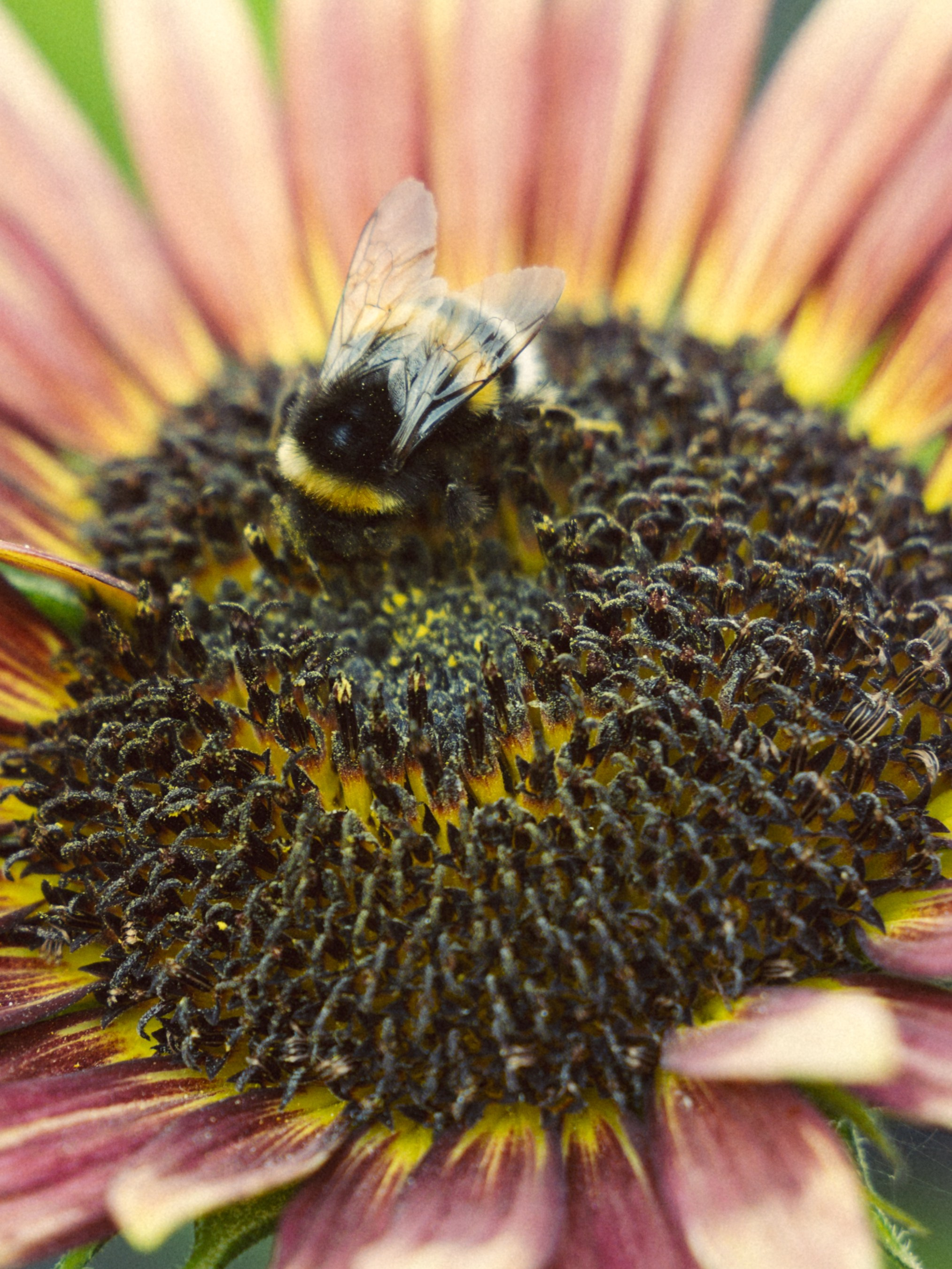 Премия. Фотограф Лиана Сафарова. Свадебные, портретные, парные съёмки