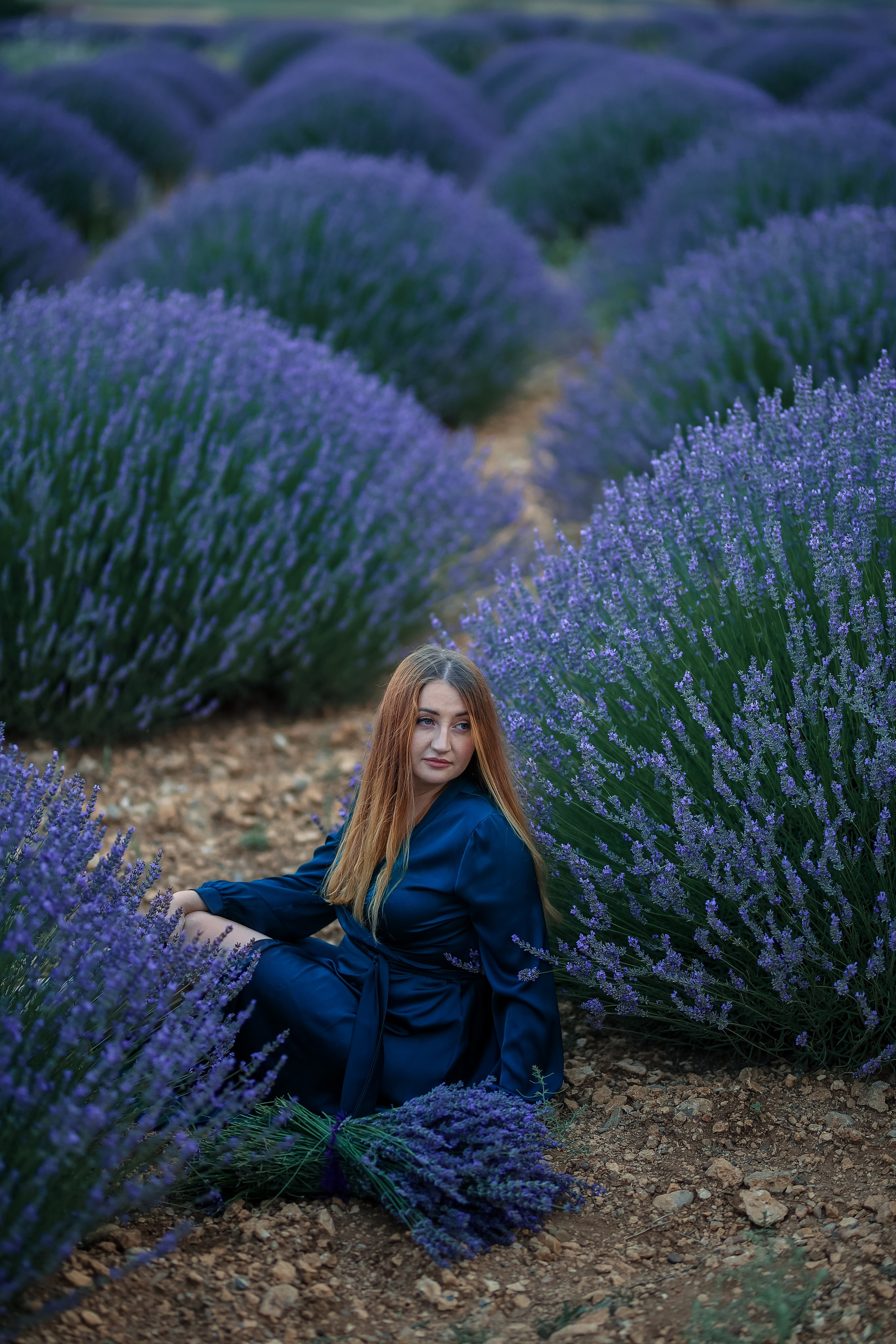 Lavender fields in Turkey