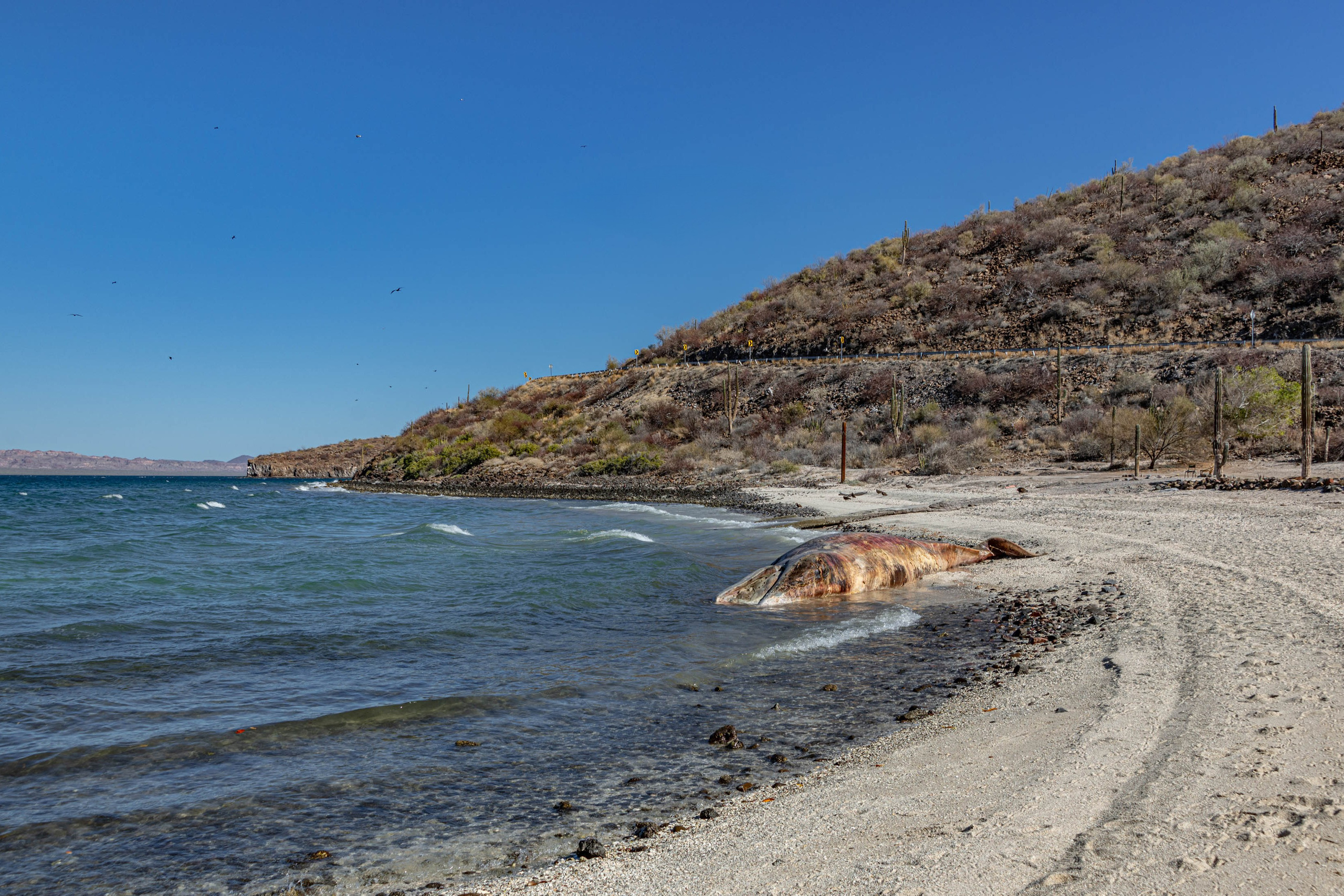 Нижняя Калифорния Playa Buenaventura. Фотограф Лара Кучина
