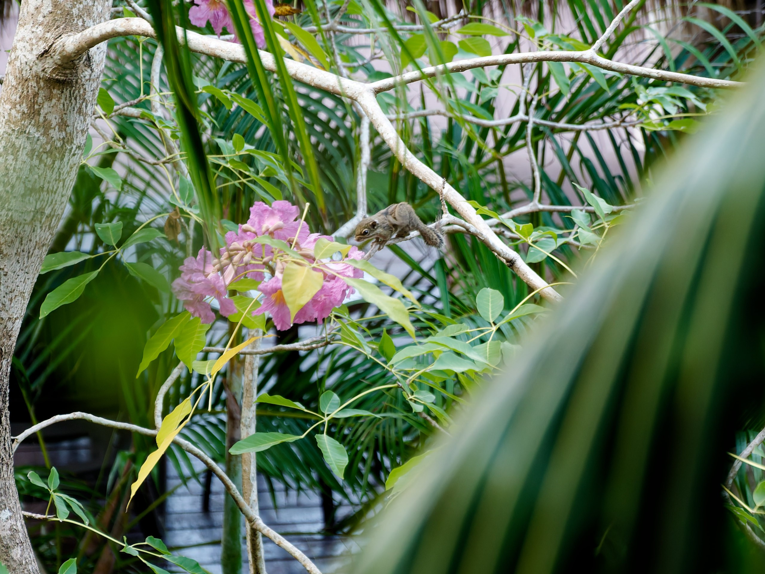 Хайнань 2026, флора, цветы и деревья. Фотопрогулки по Миру