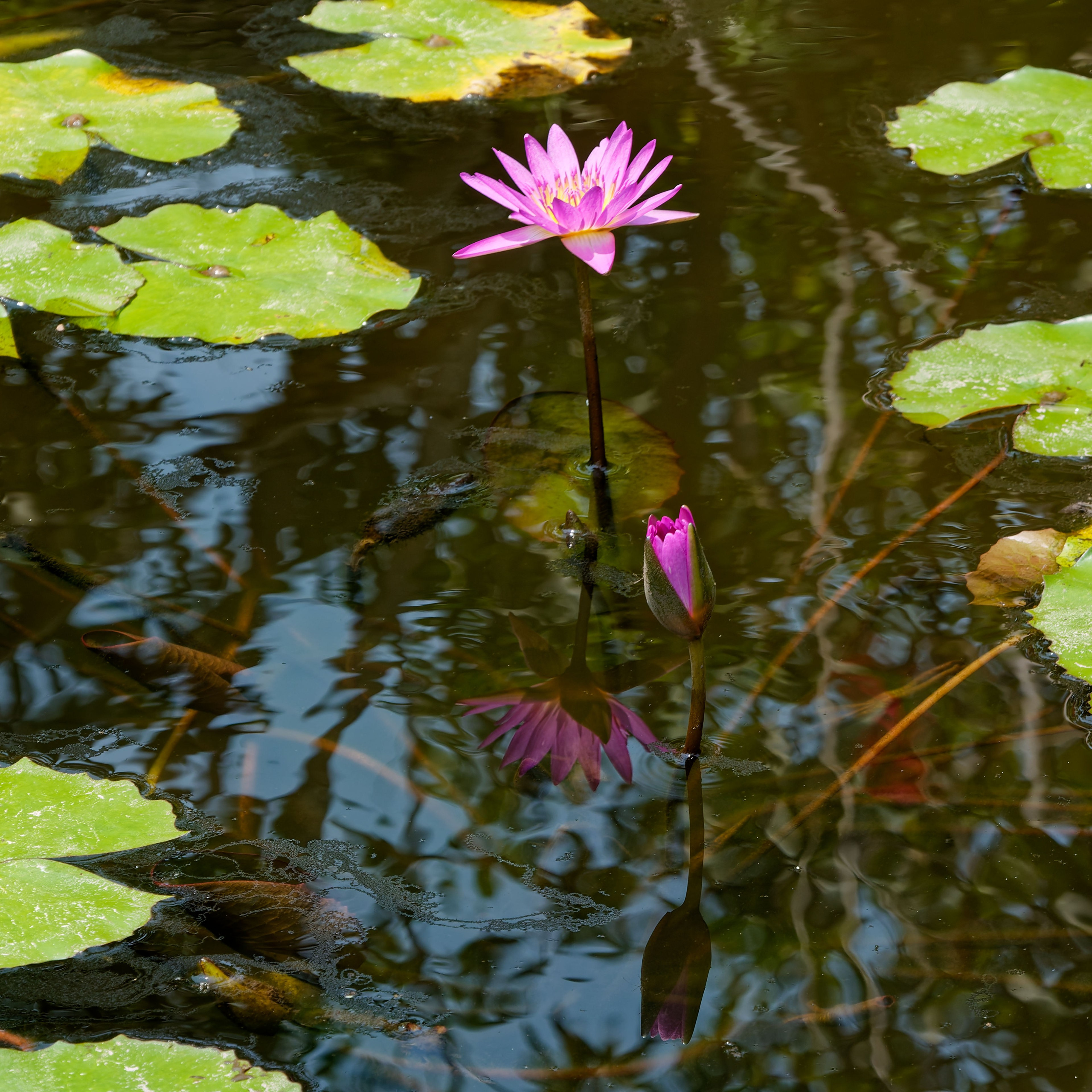 Хайнань 2026, Золотые рыбки в реке отеля. Фотопрогулки по Миру