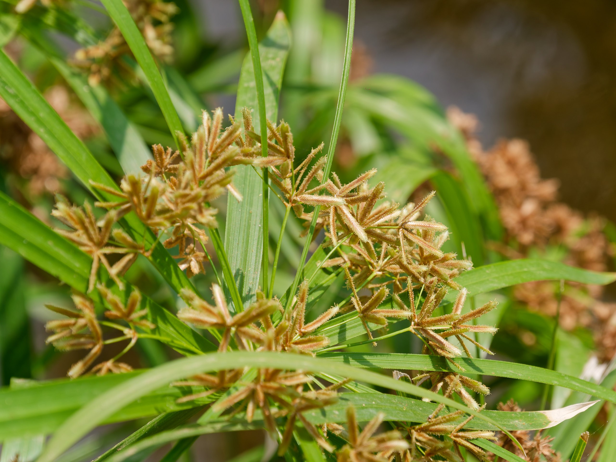 Хайнань 2026, флора, цветы и деревья. Фотопрогулки по Миру