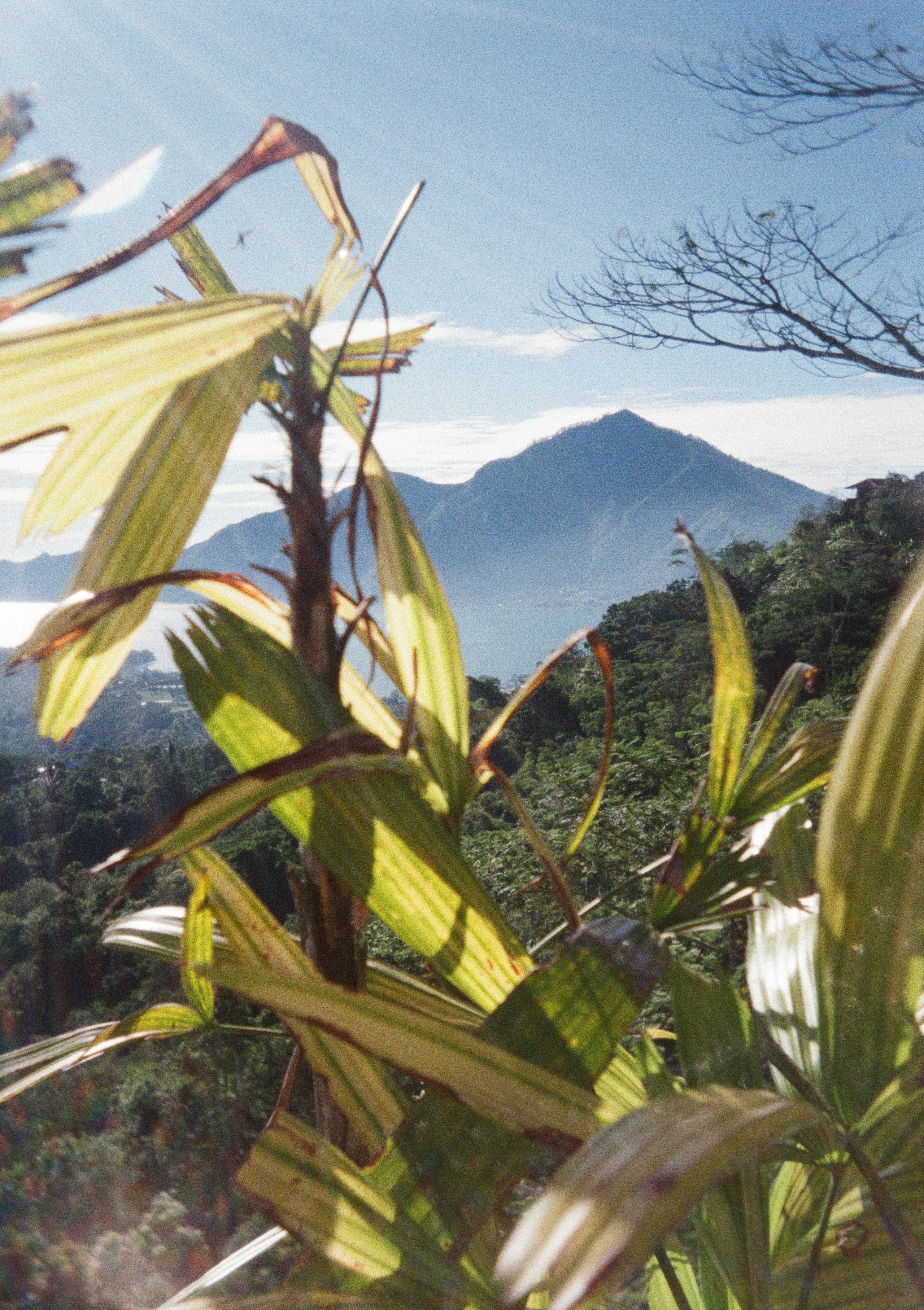 Виолетта Скрипка