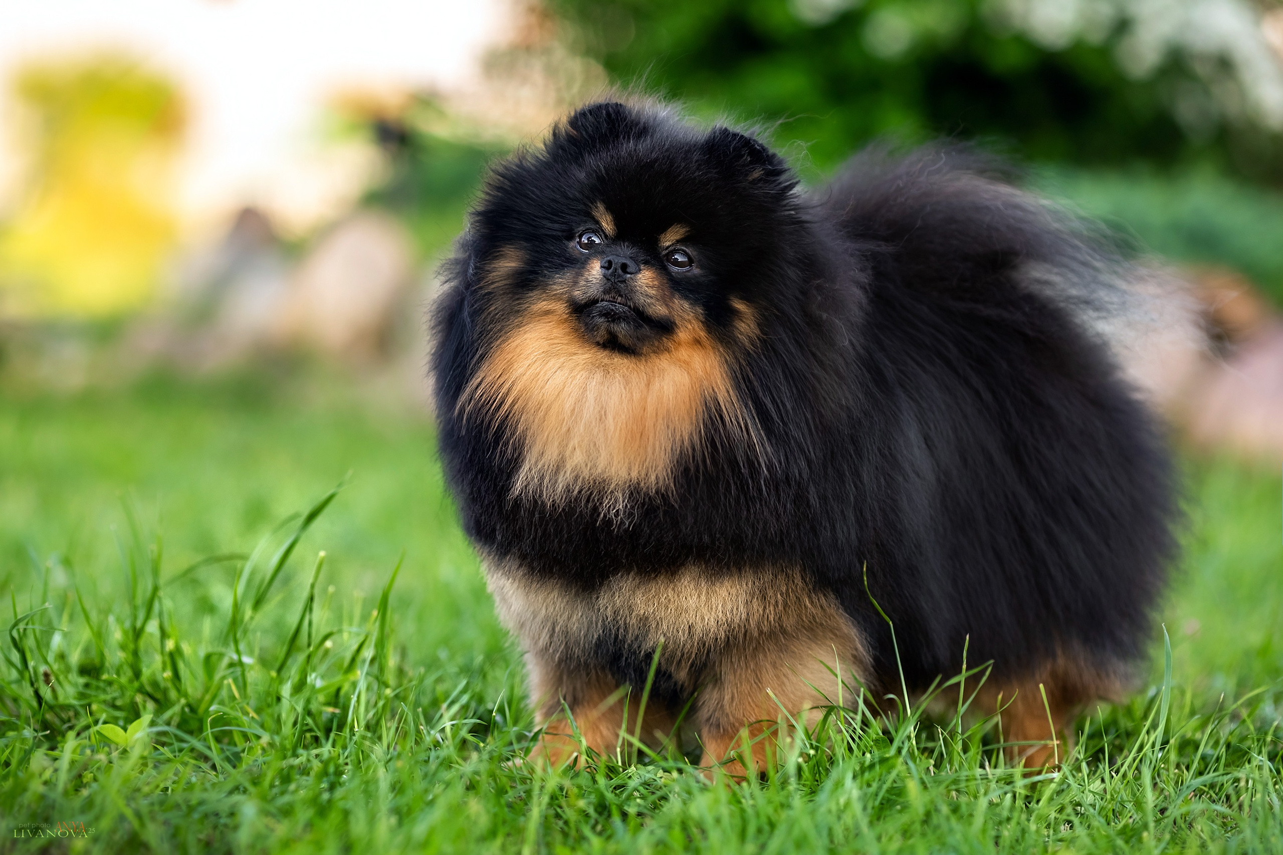 Шпицы. Фотограф анималист Аня Ливанова | Рыбинск