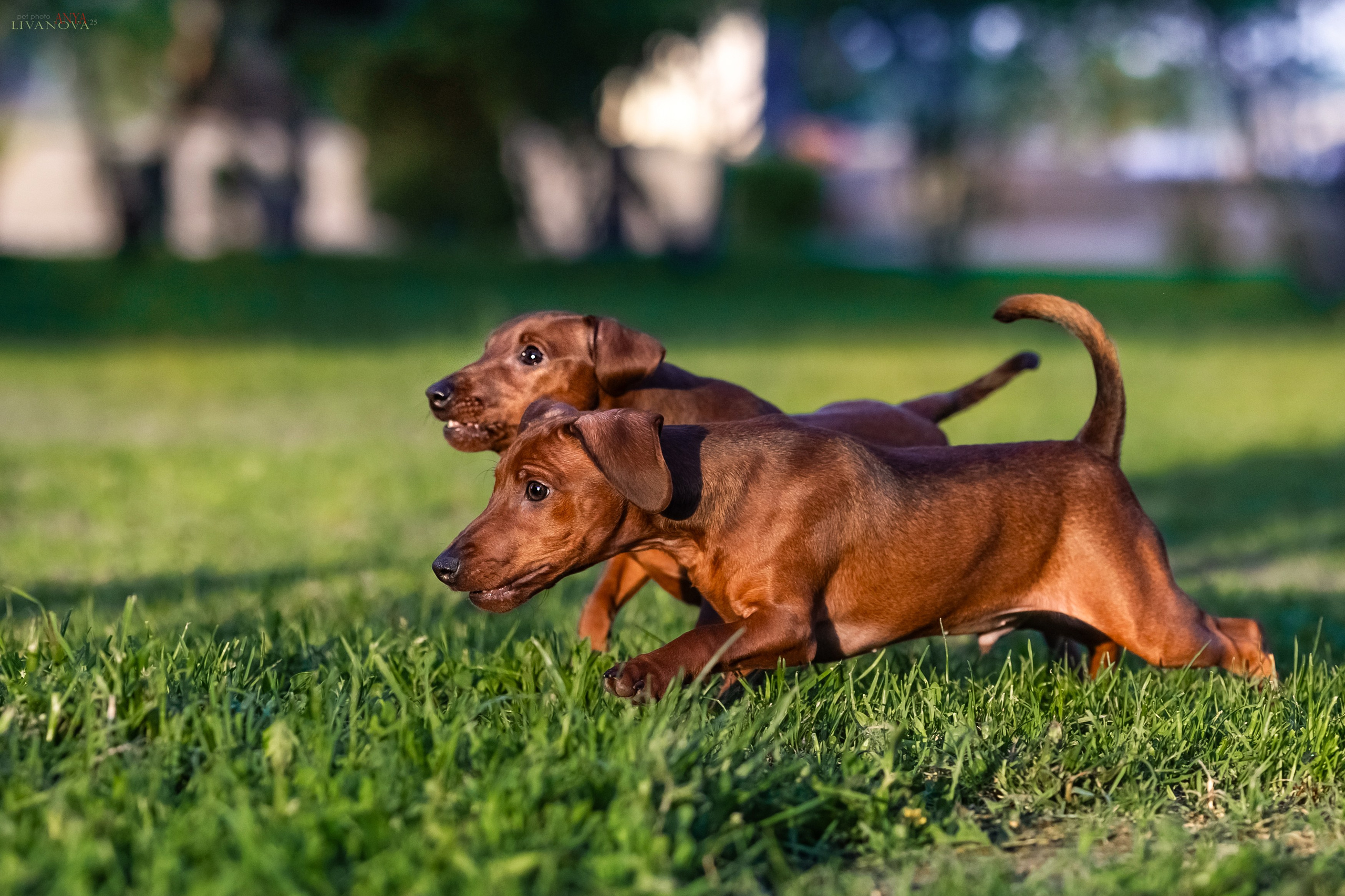 Пинчерята. Фотограф анималист Аня Ливанова | Рыбинск