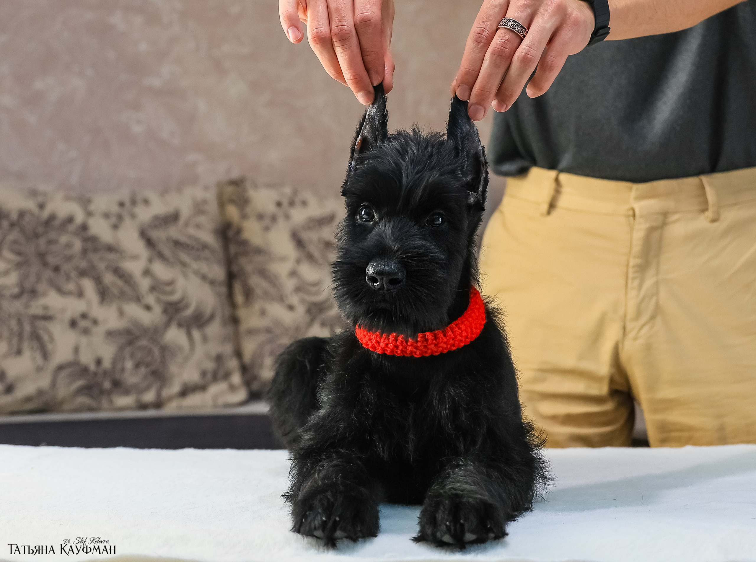 Ризеншнауцеры 2 месяца. Фотограф Анималист из Новосибирска Татьяна Кауфман