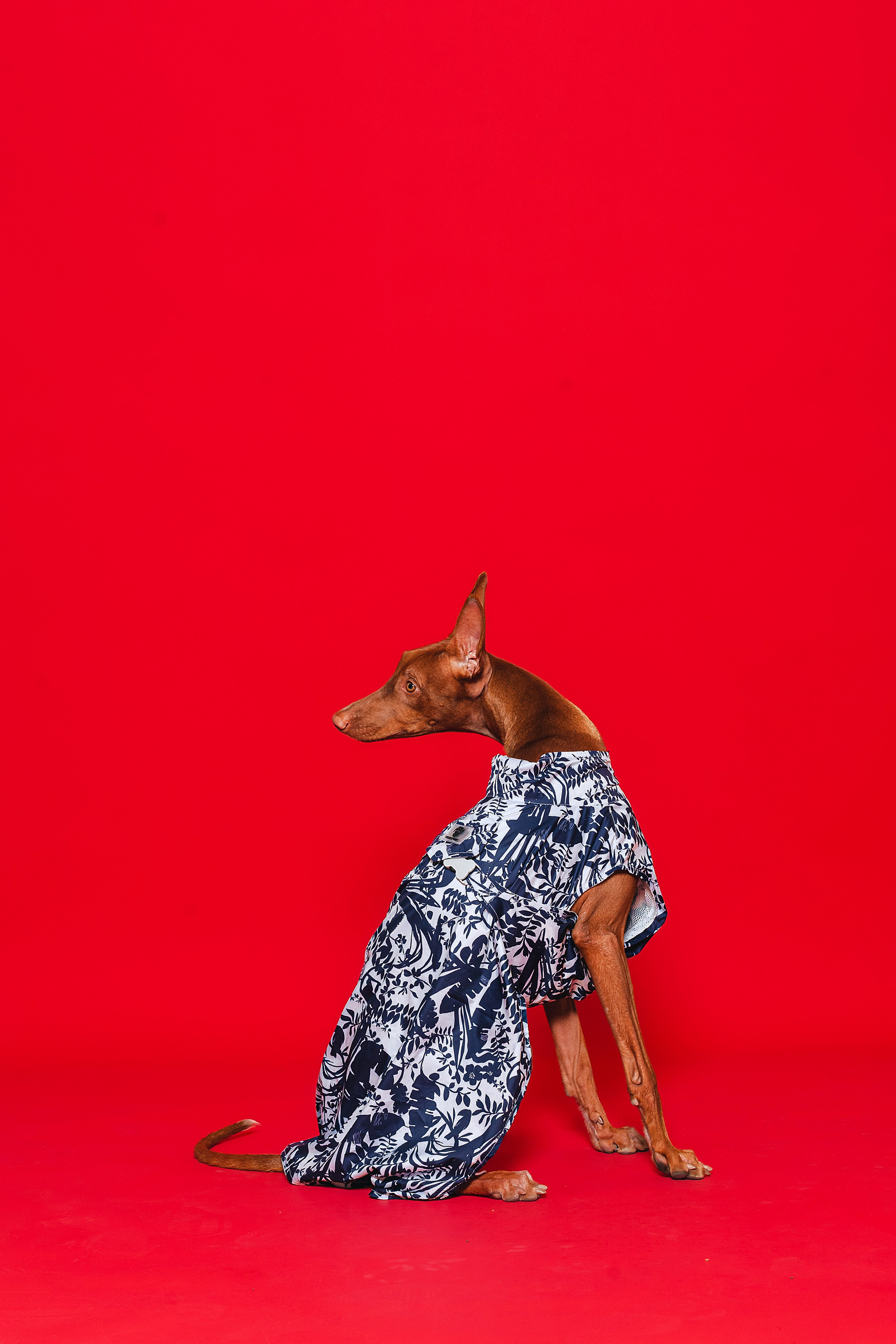 Съемка для бренда TEDDYBOY. Фотограф-анималист Татьяна Степанова