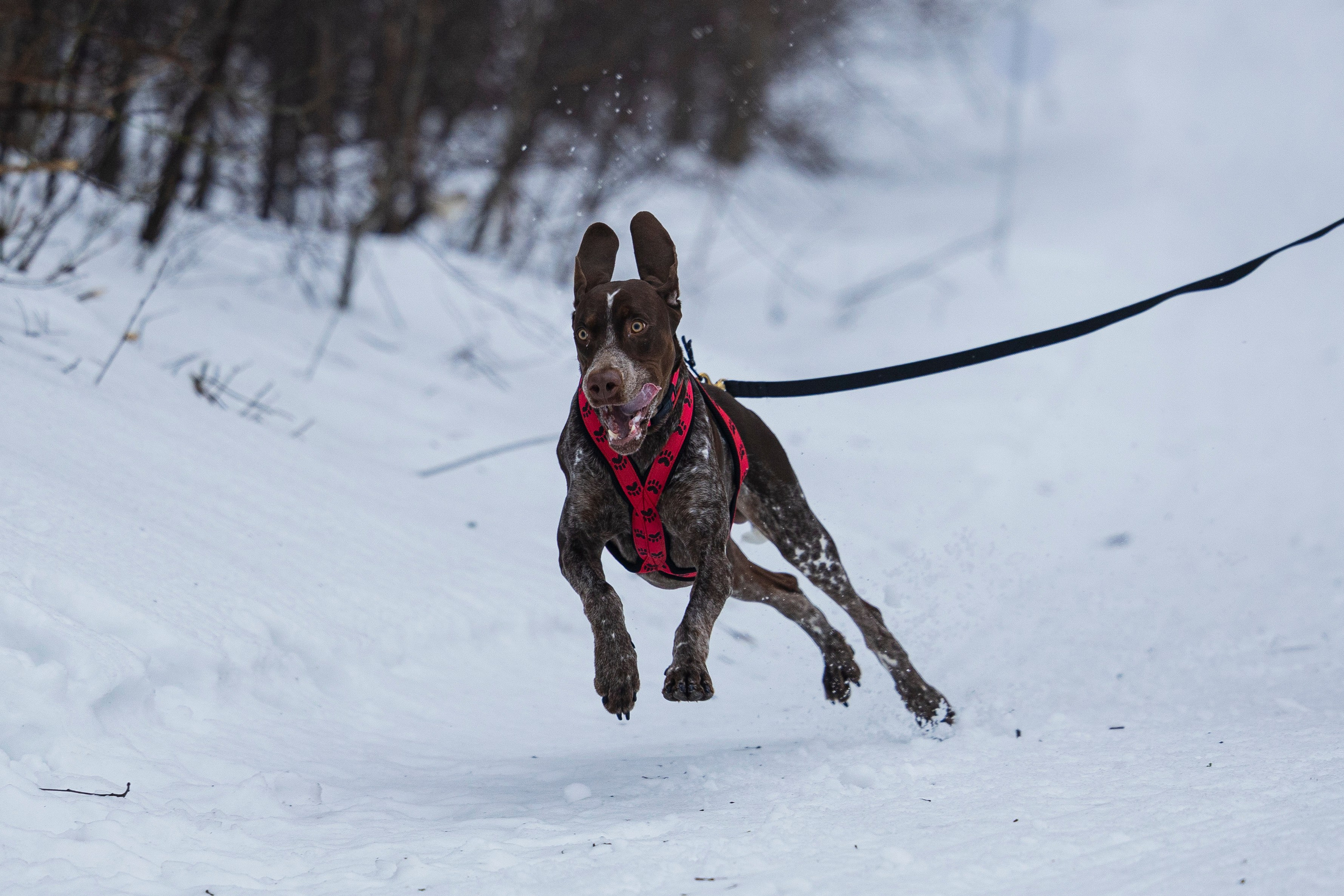 Зимний Чемпионат Санкт-Петербурга по ездовому спорту. Фотограф-анималист Анна Маринич