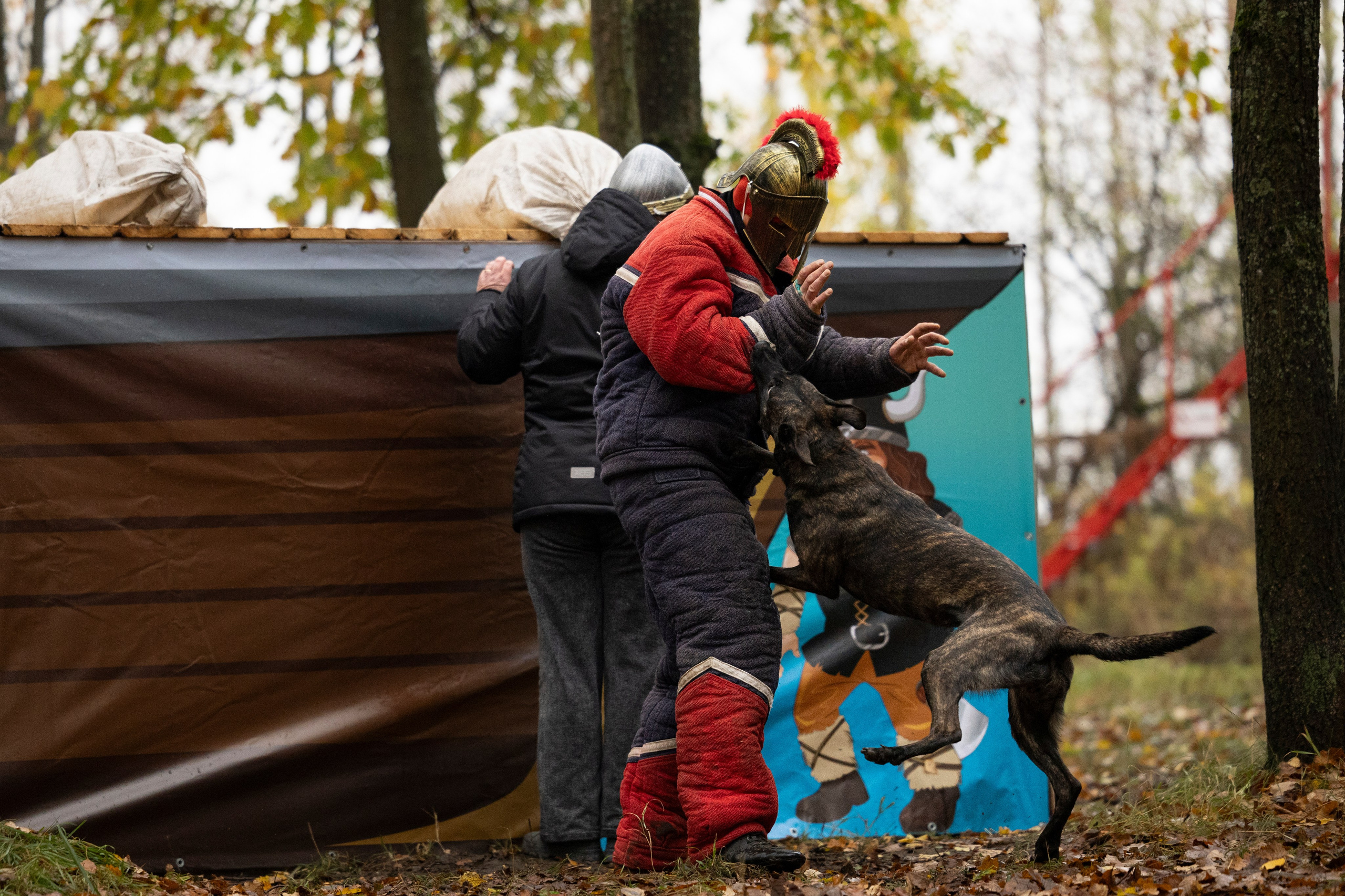 Соревнования по Мондьорингу г. Вологда. Фотограф-анималист Анна Маринич