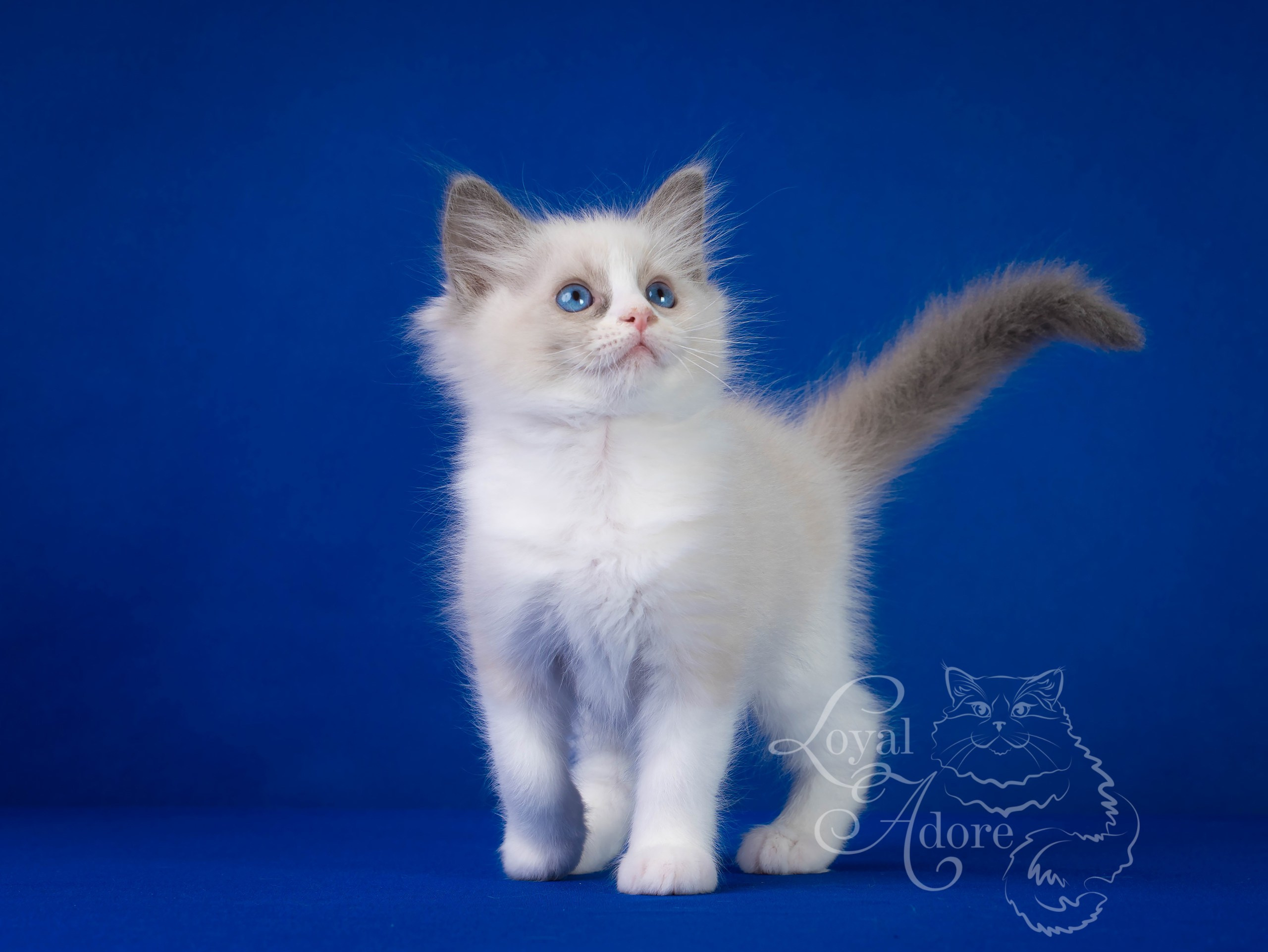Котята рэгдолл от Loyal Adore. Питомник рэгдолл Loyal Adore