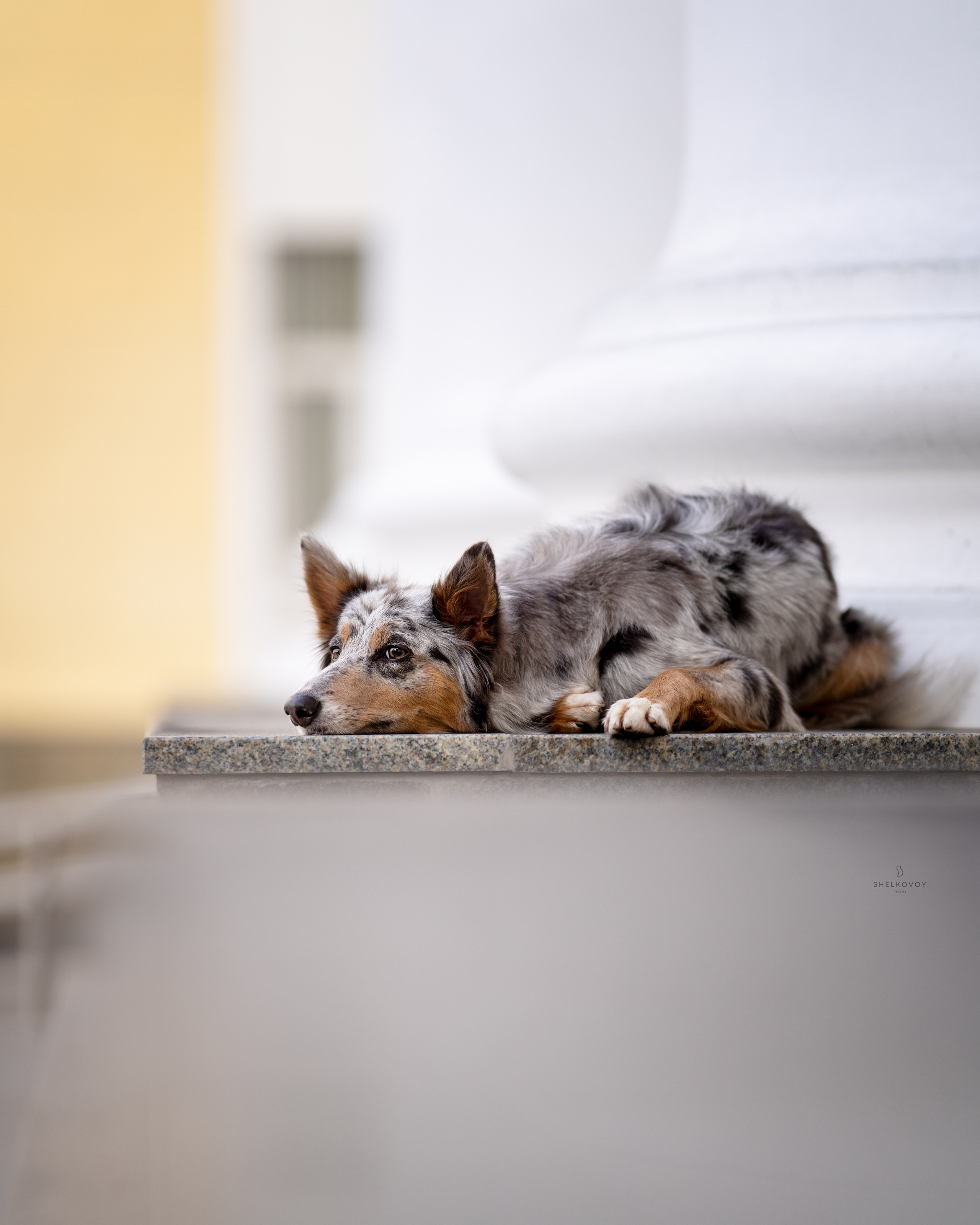 Бордер колли Флора. Главная