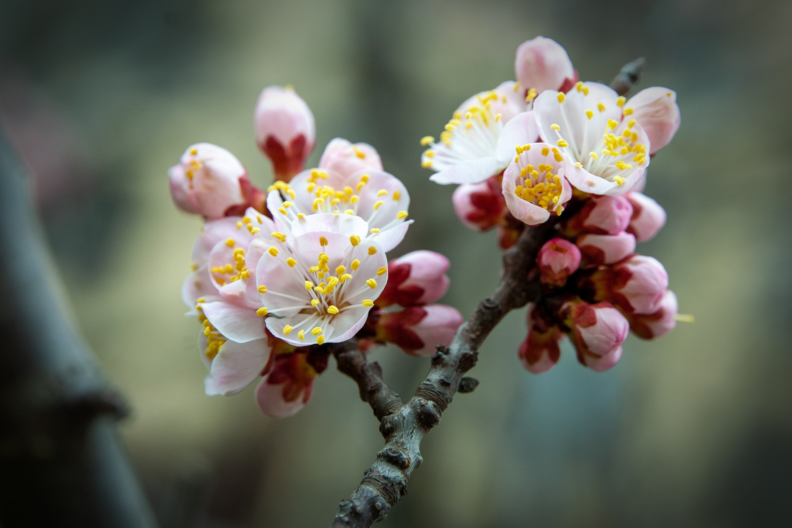 Весна. FotoGraf