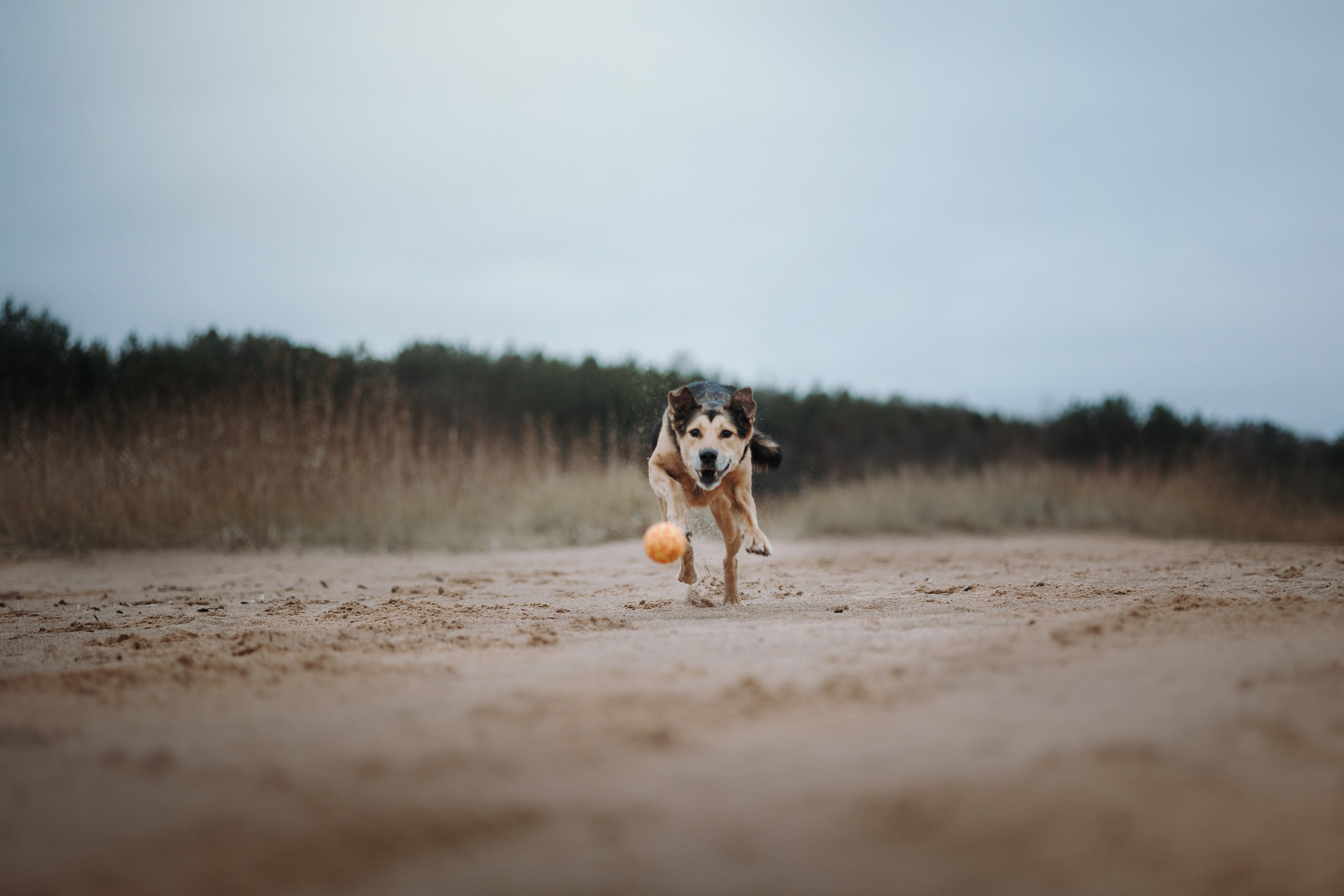 Наталья и Того. Фотограф — Анималист | Санкт-Петербург