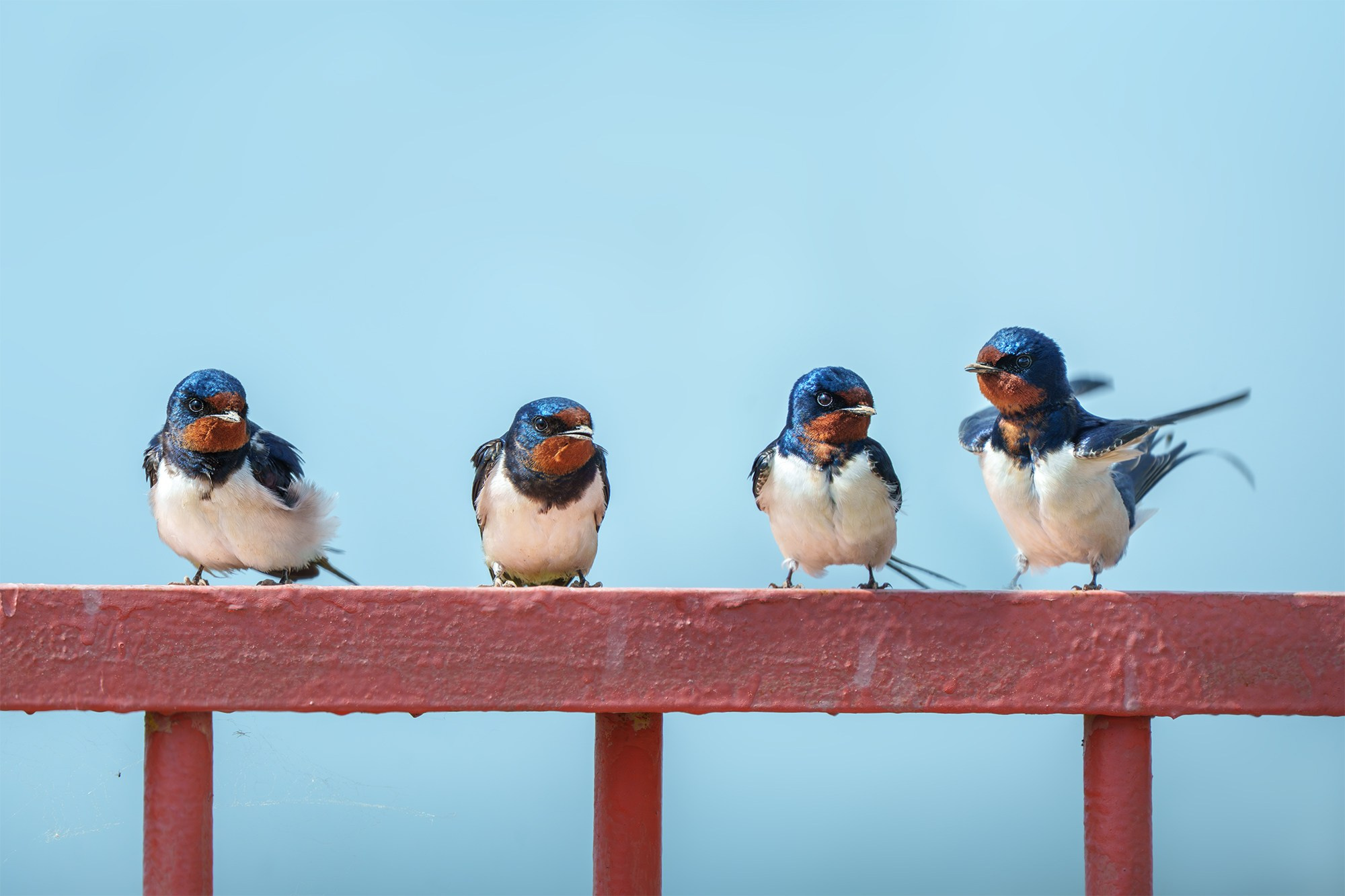 Удивительные мир птиц. Вокруг нас столько прекрасного — присмотритесь!. Ваш личный фотограф Марина Волкова