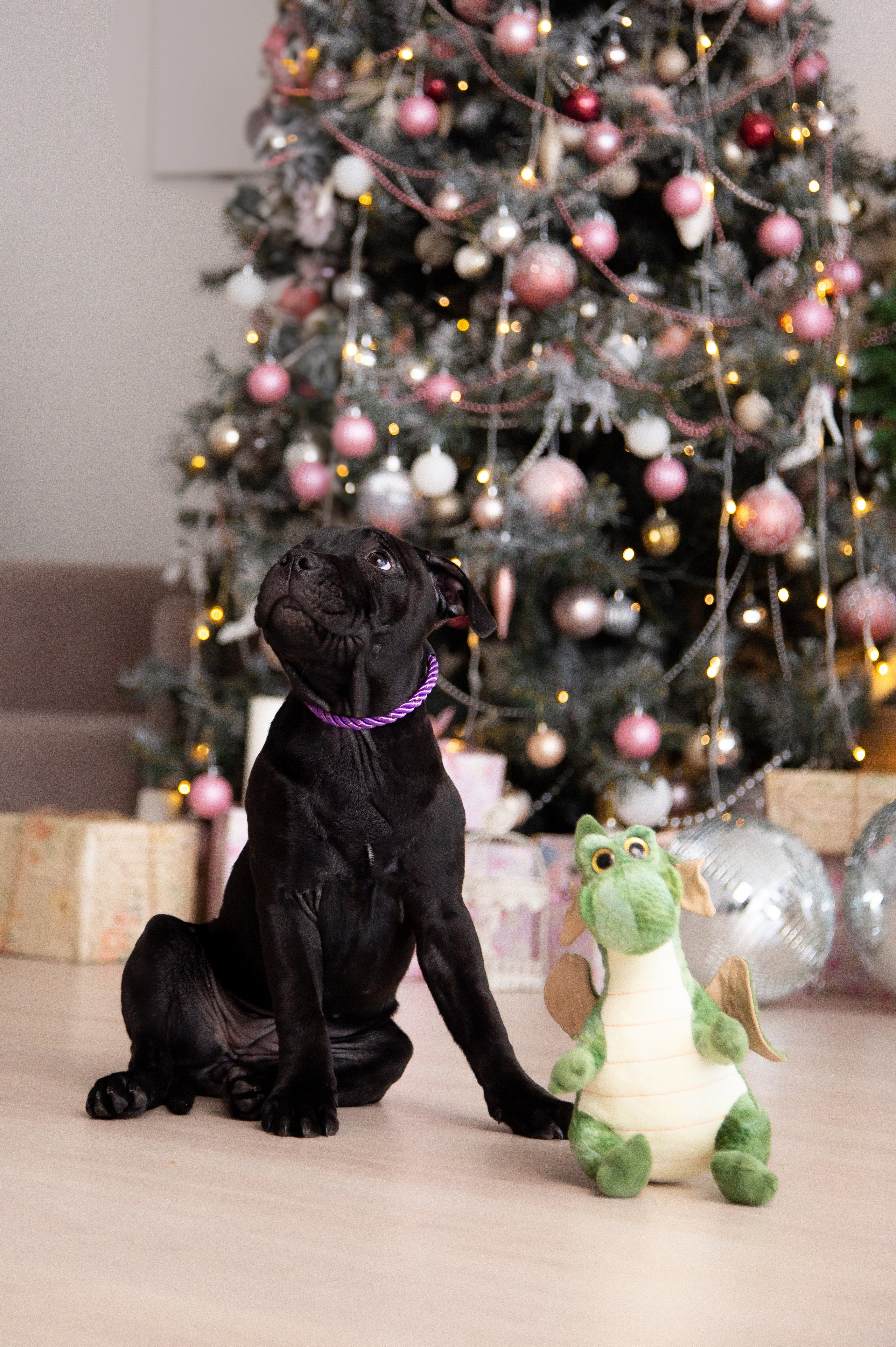 Новогодние малыши. Фотограф Анималист в Перми Анастасия Остерман