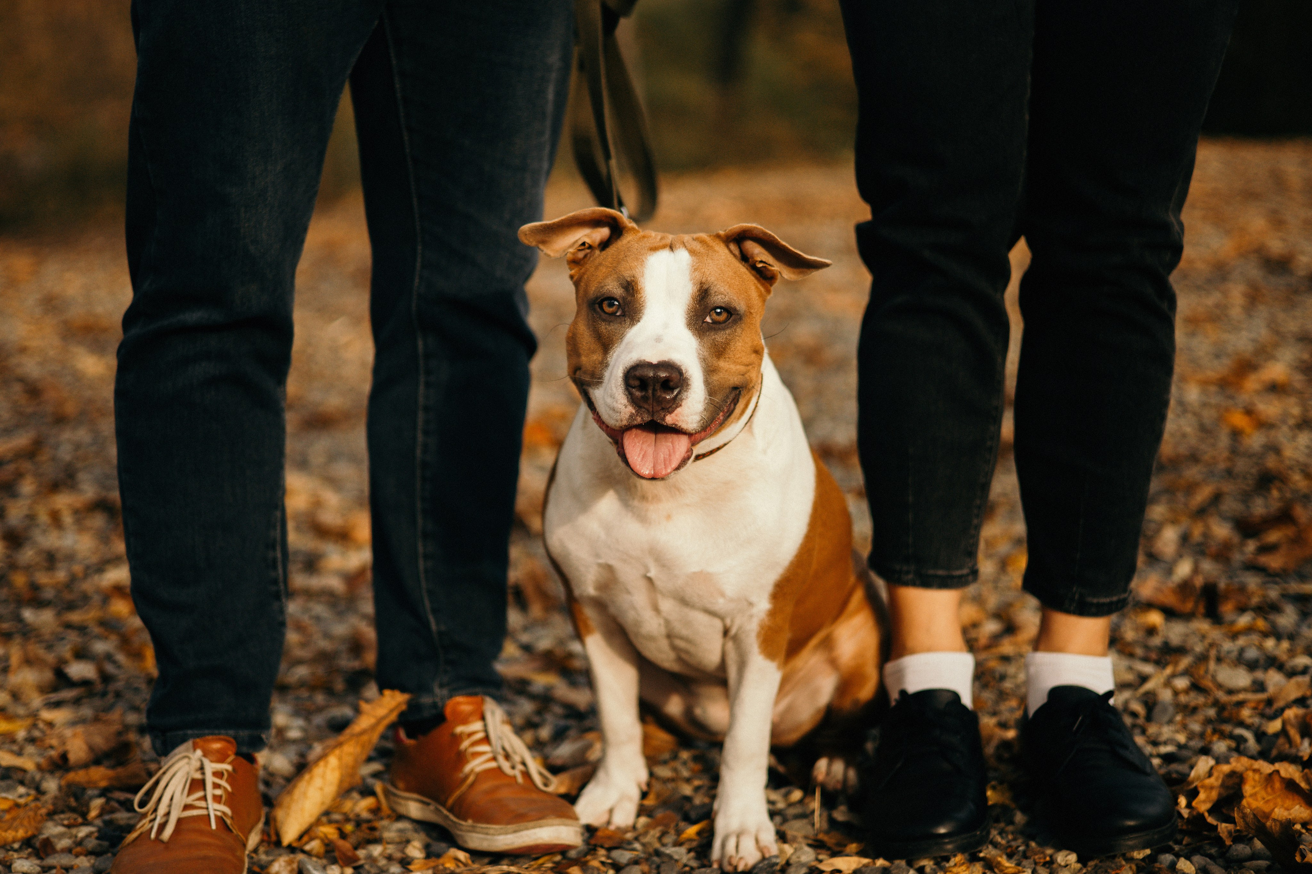 Лаффи и ее семья. Фотограф — анималист Владивосток, Алина