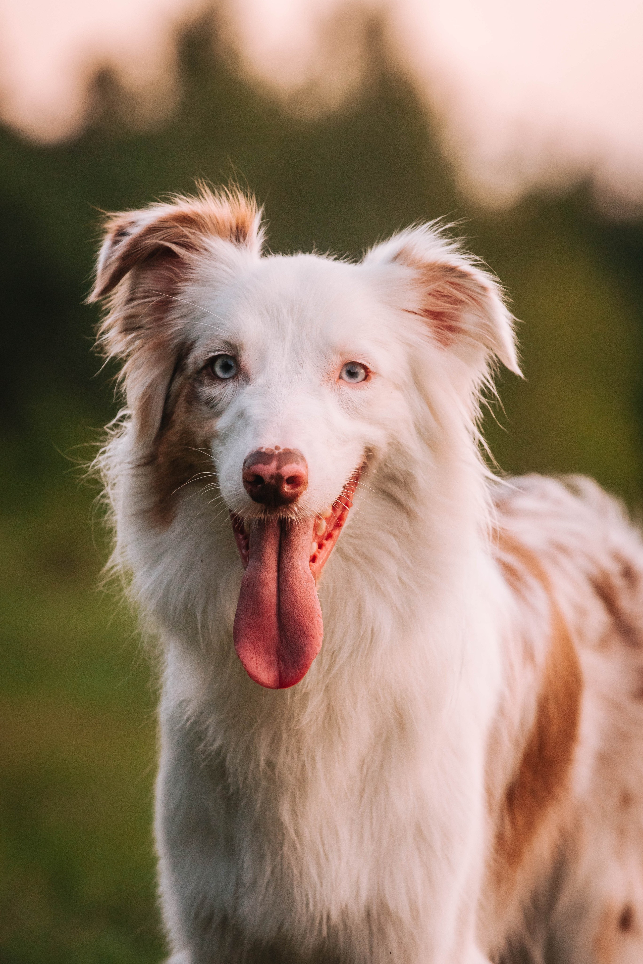 Лиза и Айви. Главная