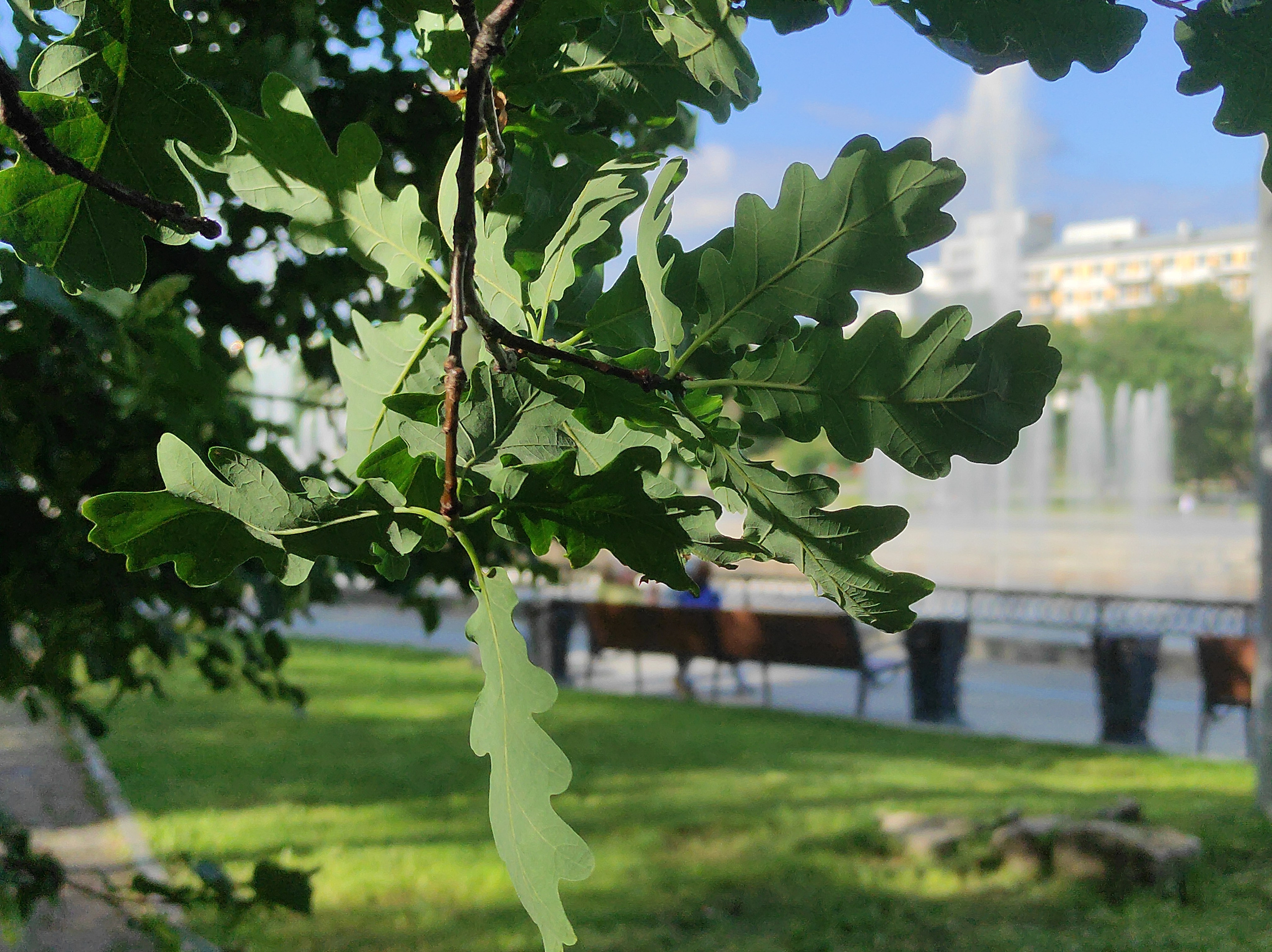 Солнечный. Фотограф в Санкт-Петербурге Березовский Даниил