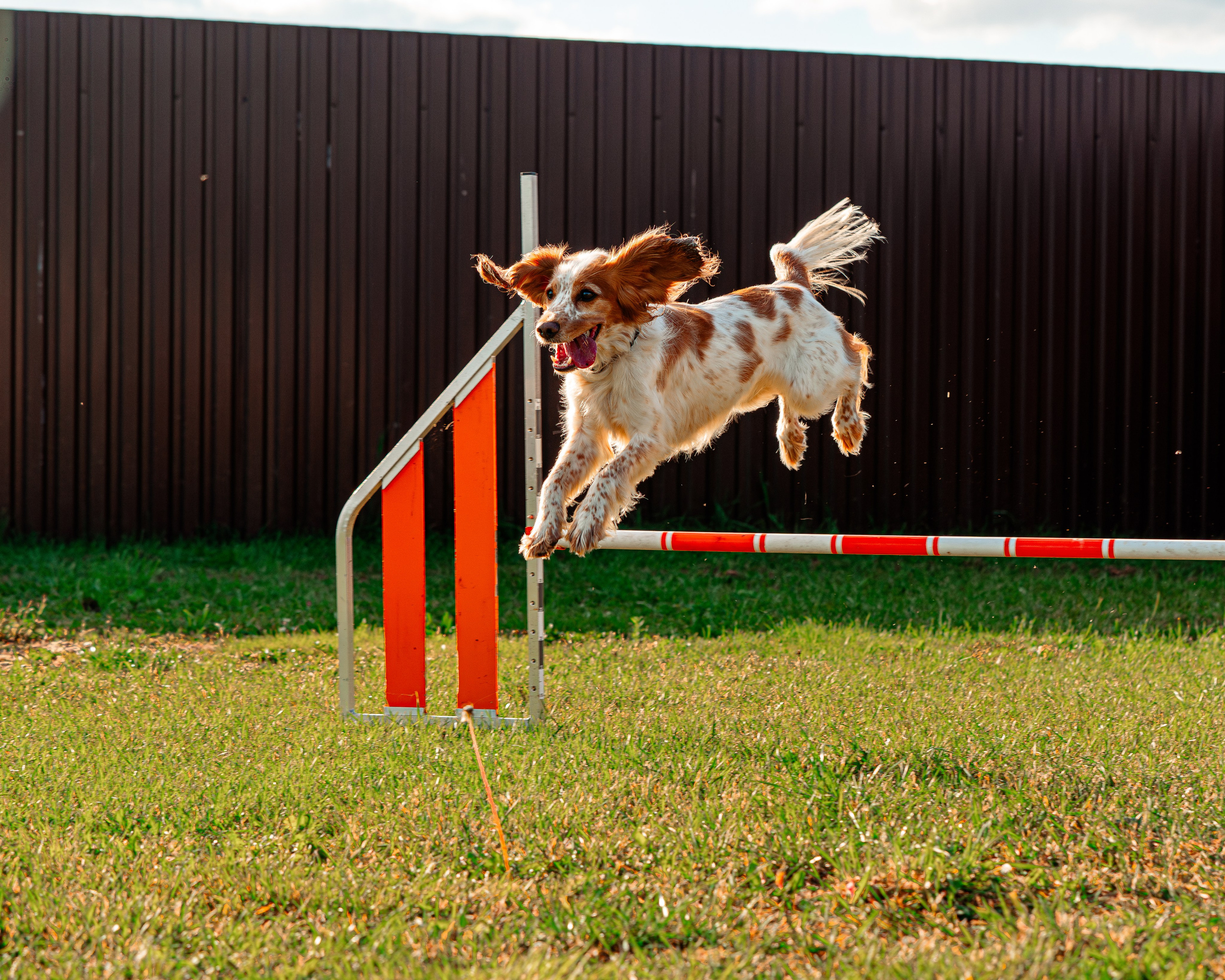 Ваш путь к ПОБЕДЕ (ТРЕНИРОВКИ). Фотограф-анималист, семейный фотограф в Москве и Подмосковье. Фотосъёмка кинологических дисциплин